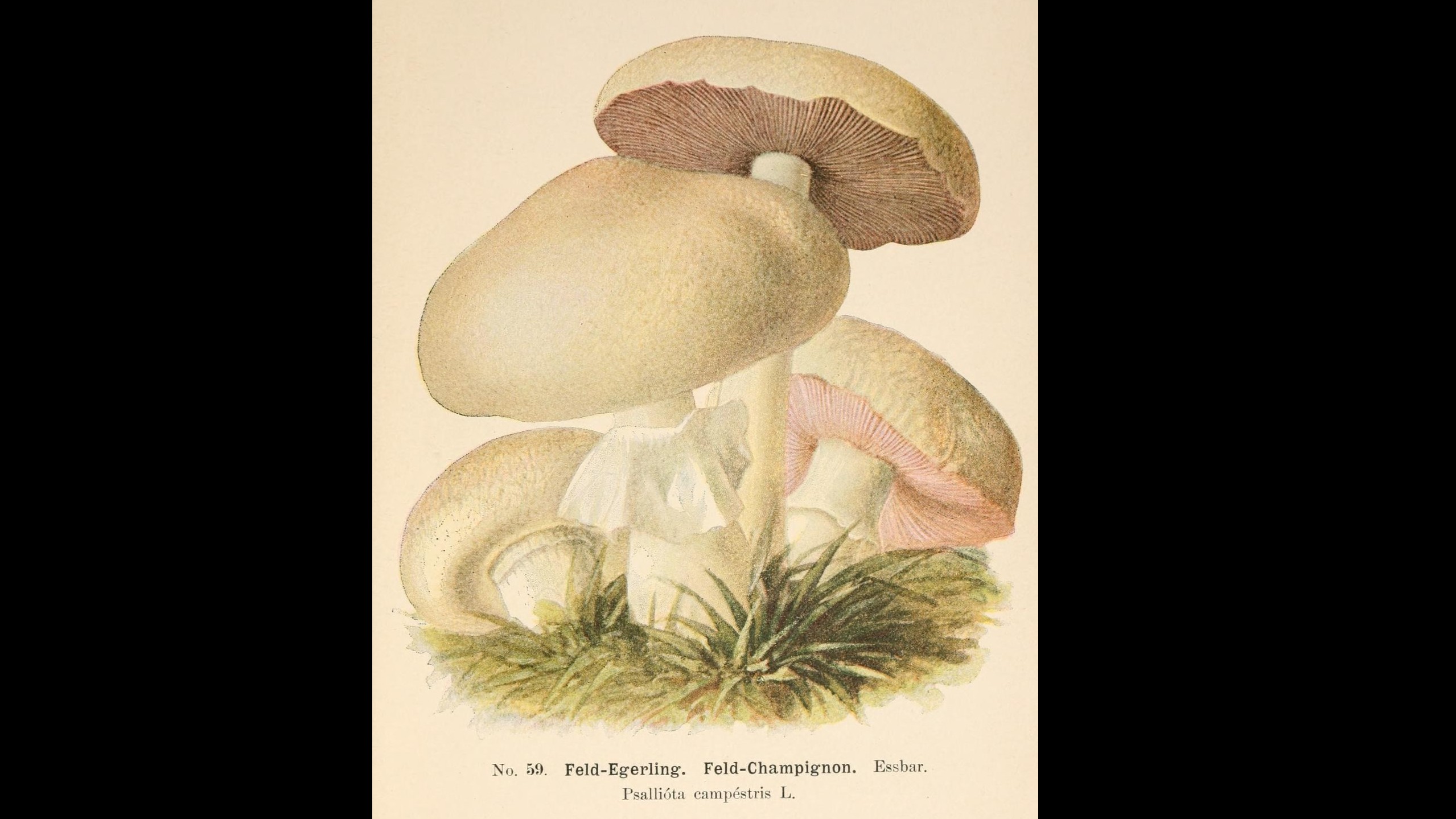 15-Oct Wild Mushrooms: Feast or Fatal? Section Image