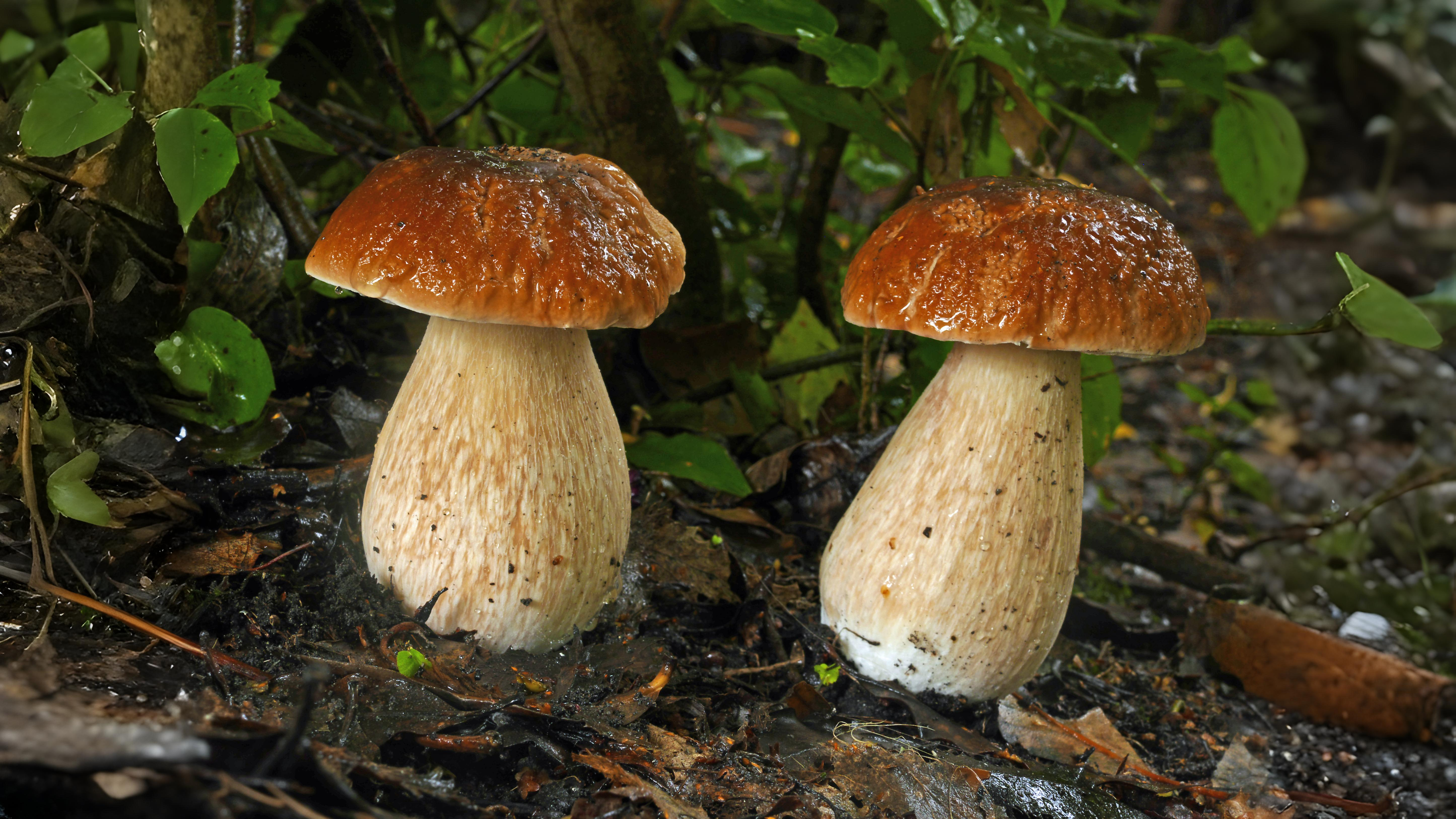 15-Oct Wild Mushrooms: Feast or Fatal? Section Image