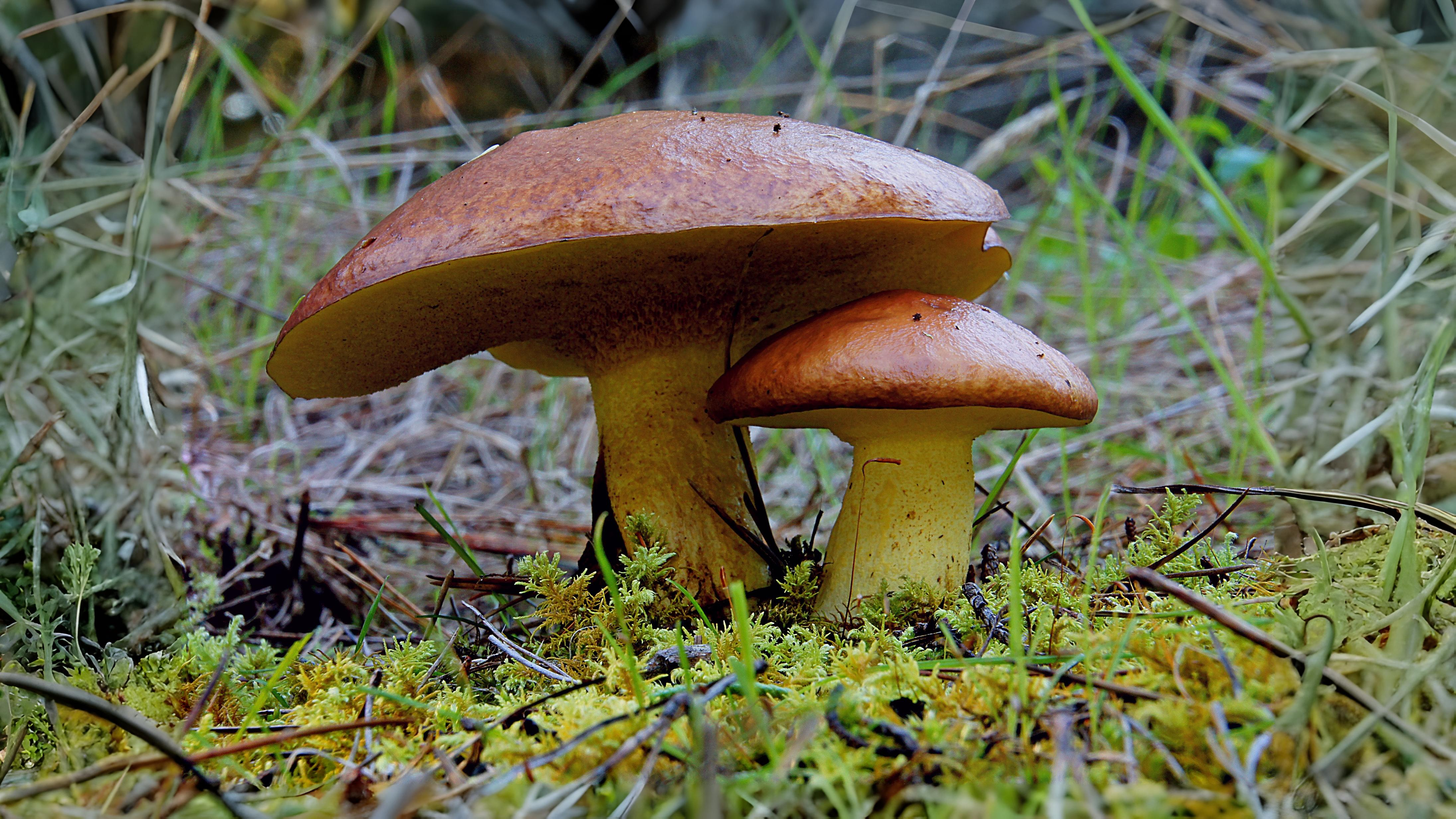 15-Oct Wild Mushrooms: Feast or Fatal? Section Image