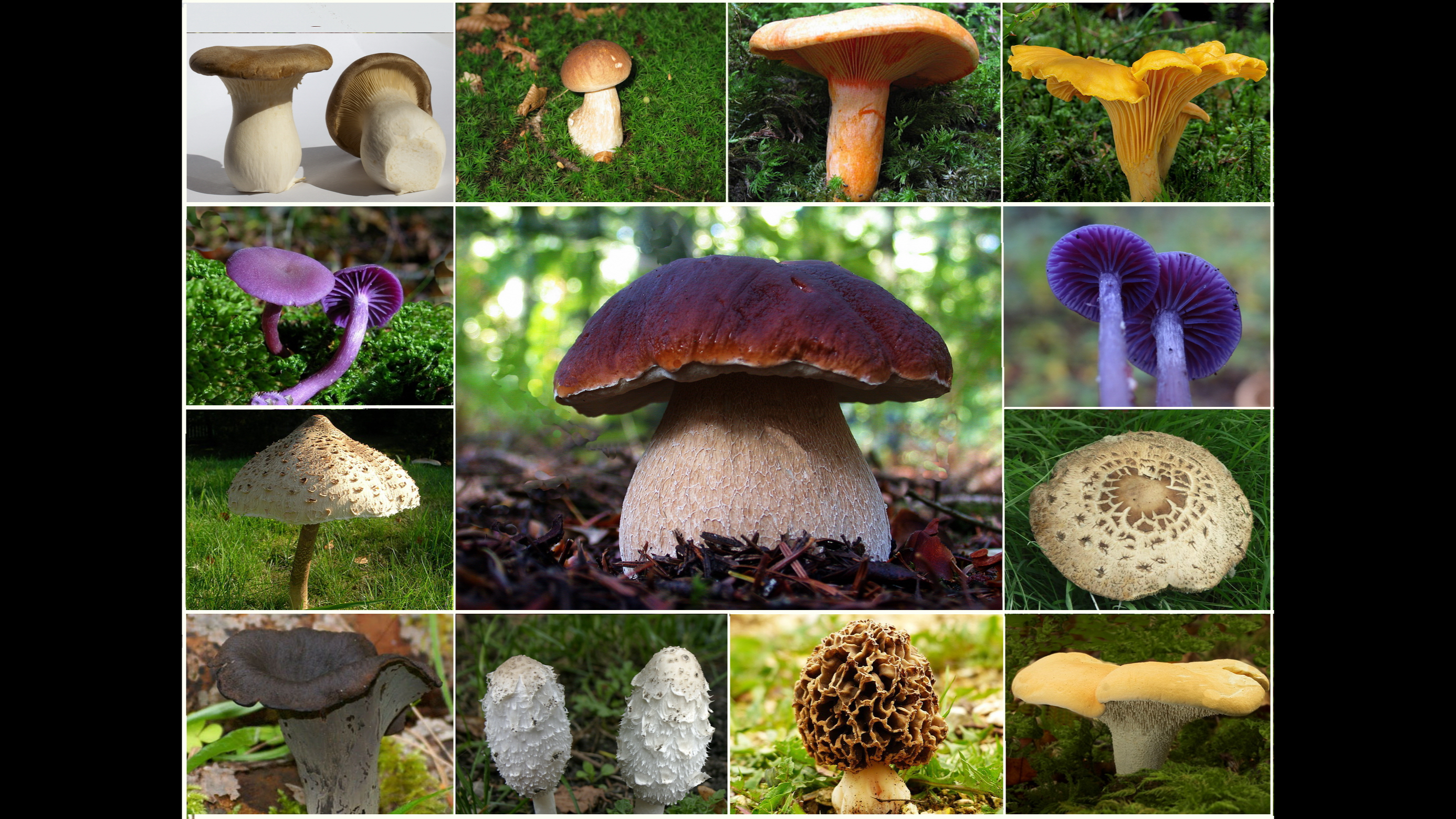 15-Oct Wild Mushrooms: Feast or Fatal? Section Image