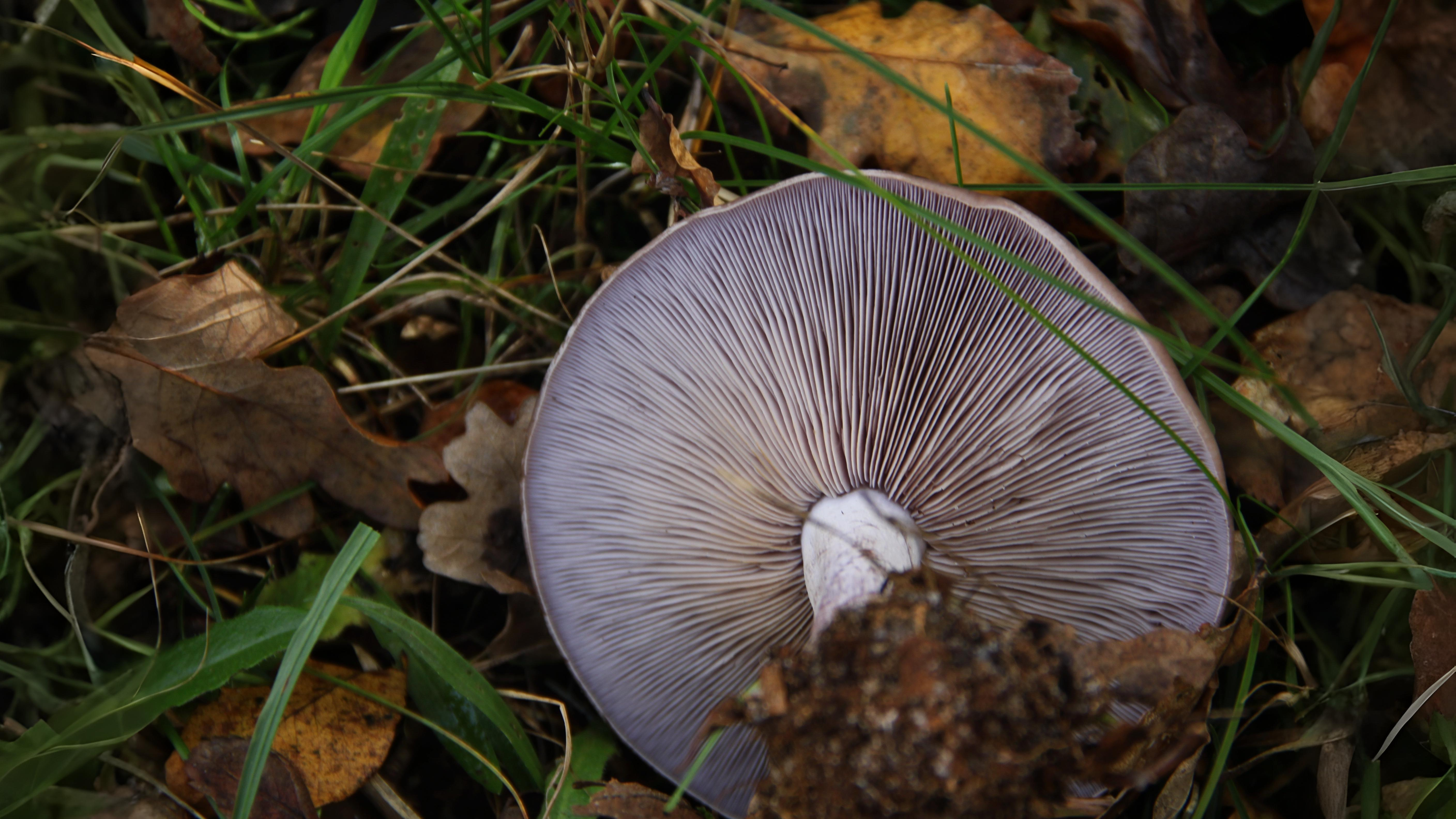 15-Oct Wild Mushrooms: Feast or Fatal? Section Image