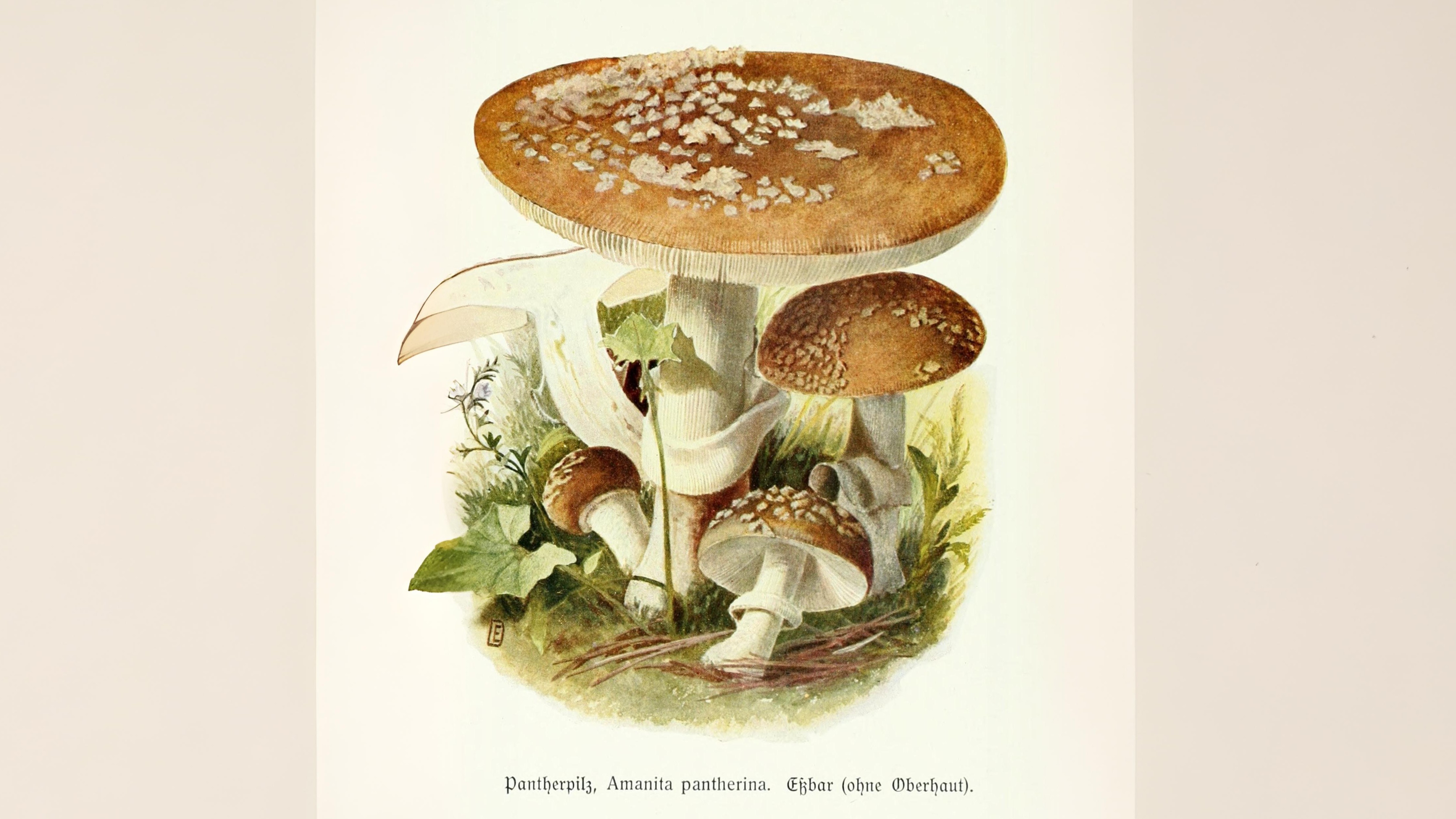15-Oct Wild Mushrooms: Feast or Fatal? Section Image