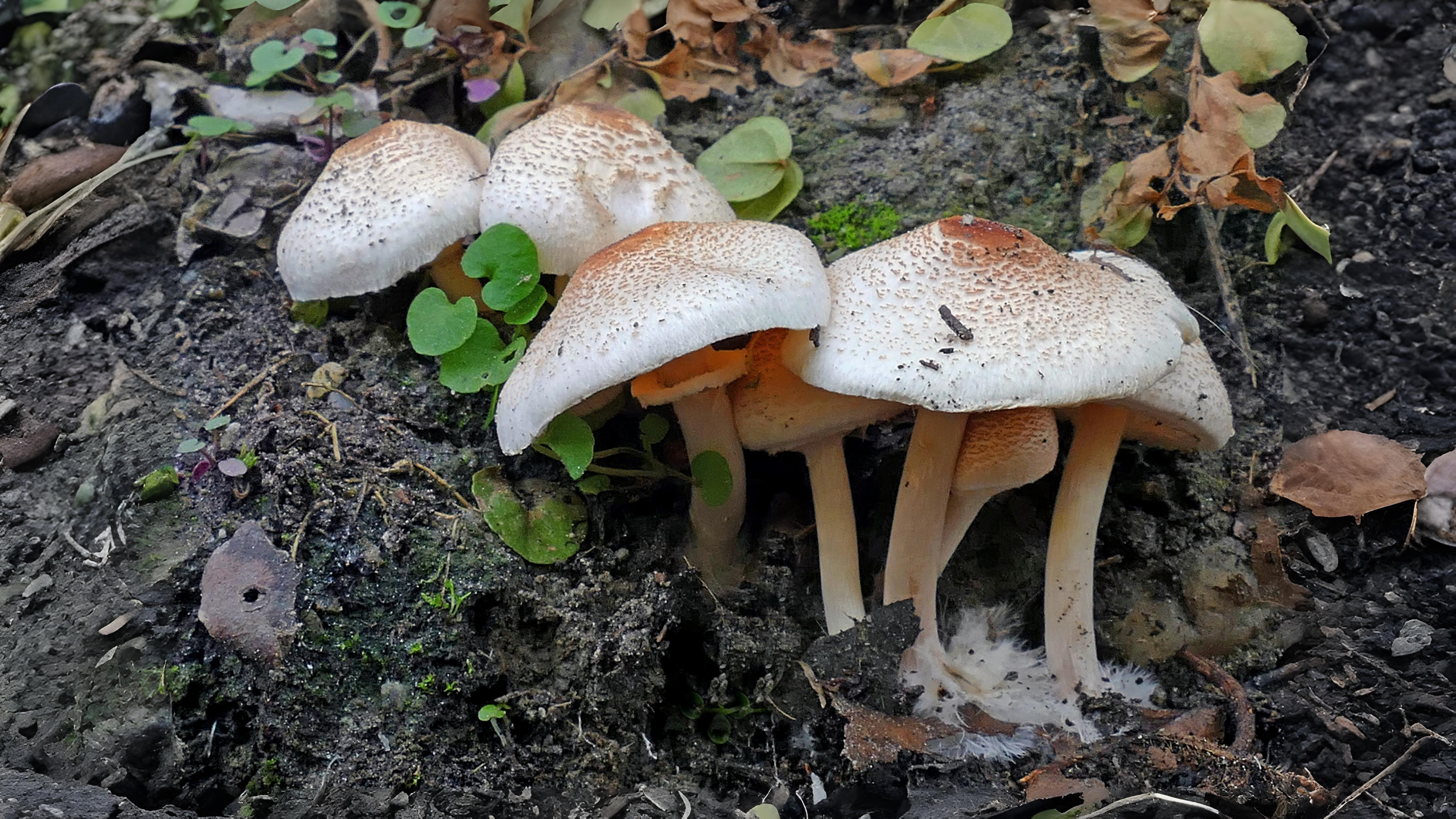 15-Oct Wild Mushrooms: Feast or Fatal? Section Image