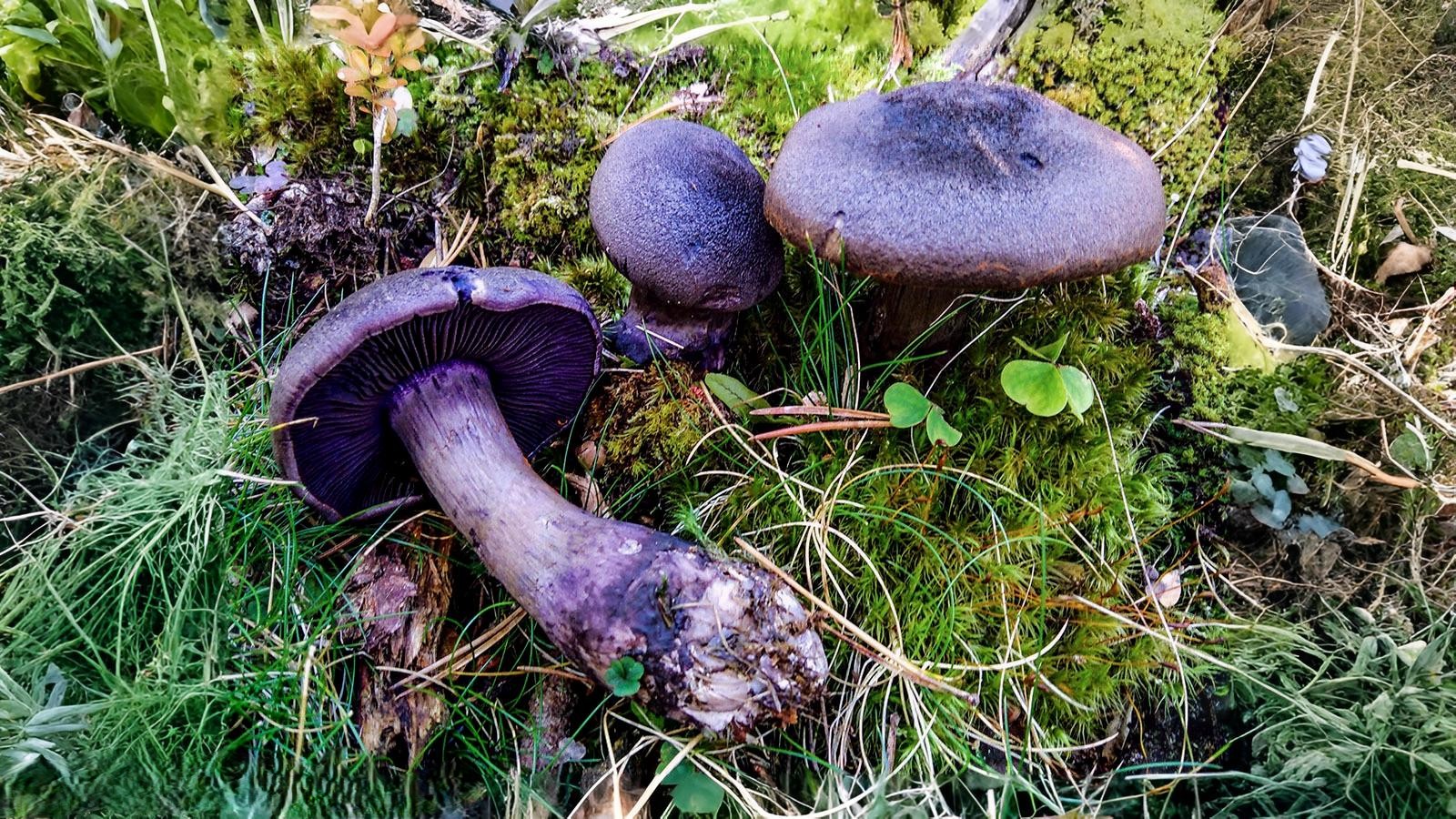 15-Oct Wild Mushrooms: Feast or Fatal? Section Image