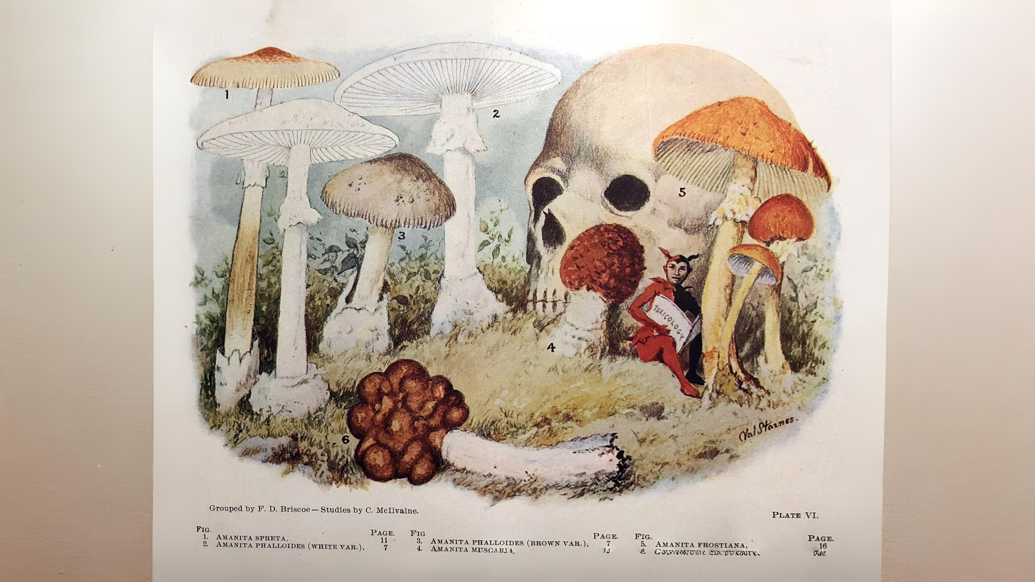 15-Oct Wild Mushrooms: Feast or Fatal? Section Image