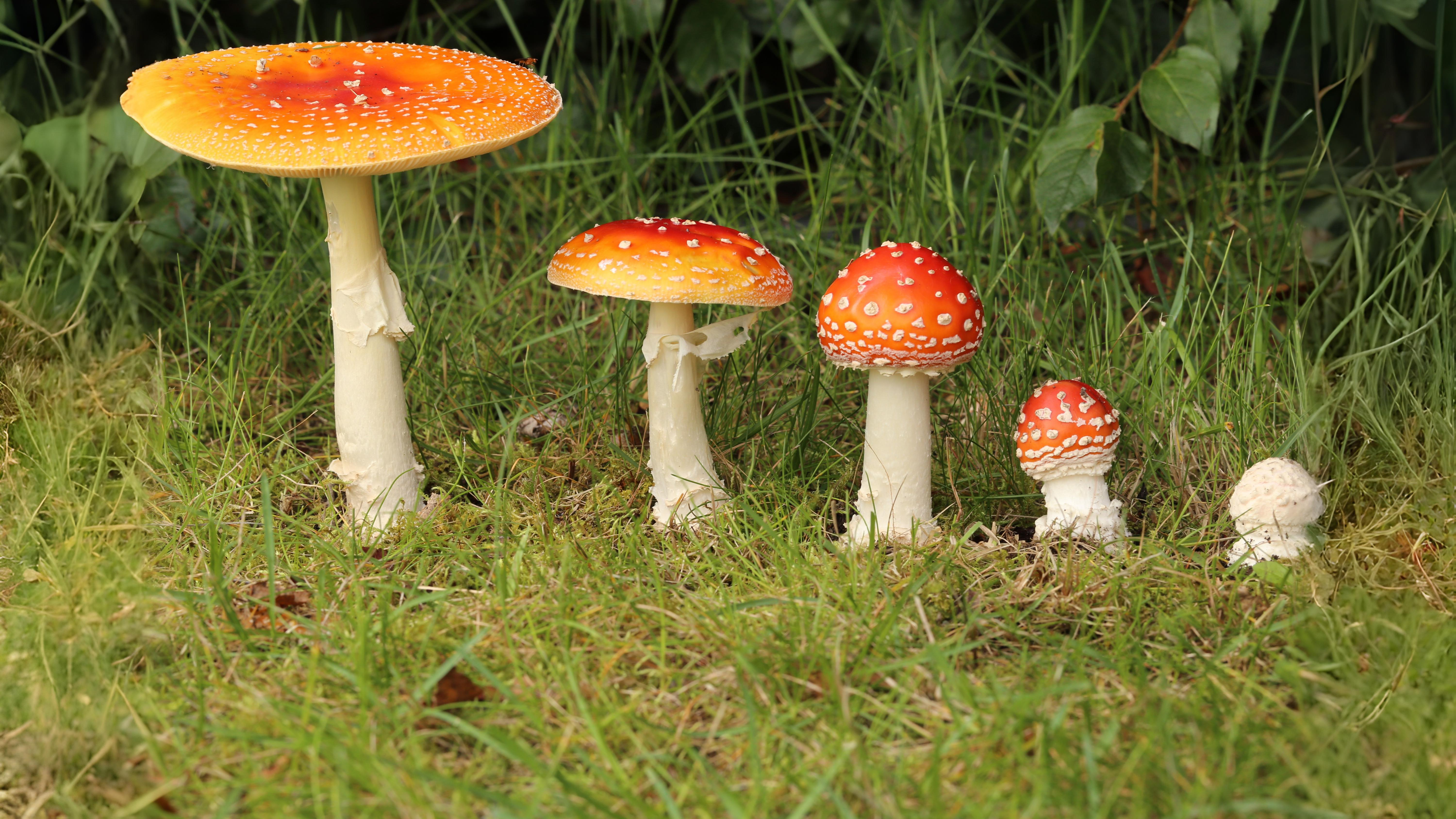 16-Oct Deadly Beauty: Amanitas in Autumn Section Image