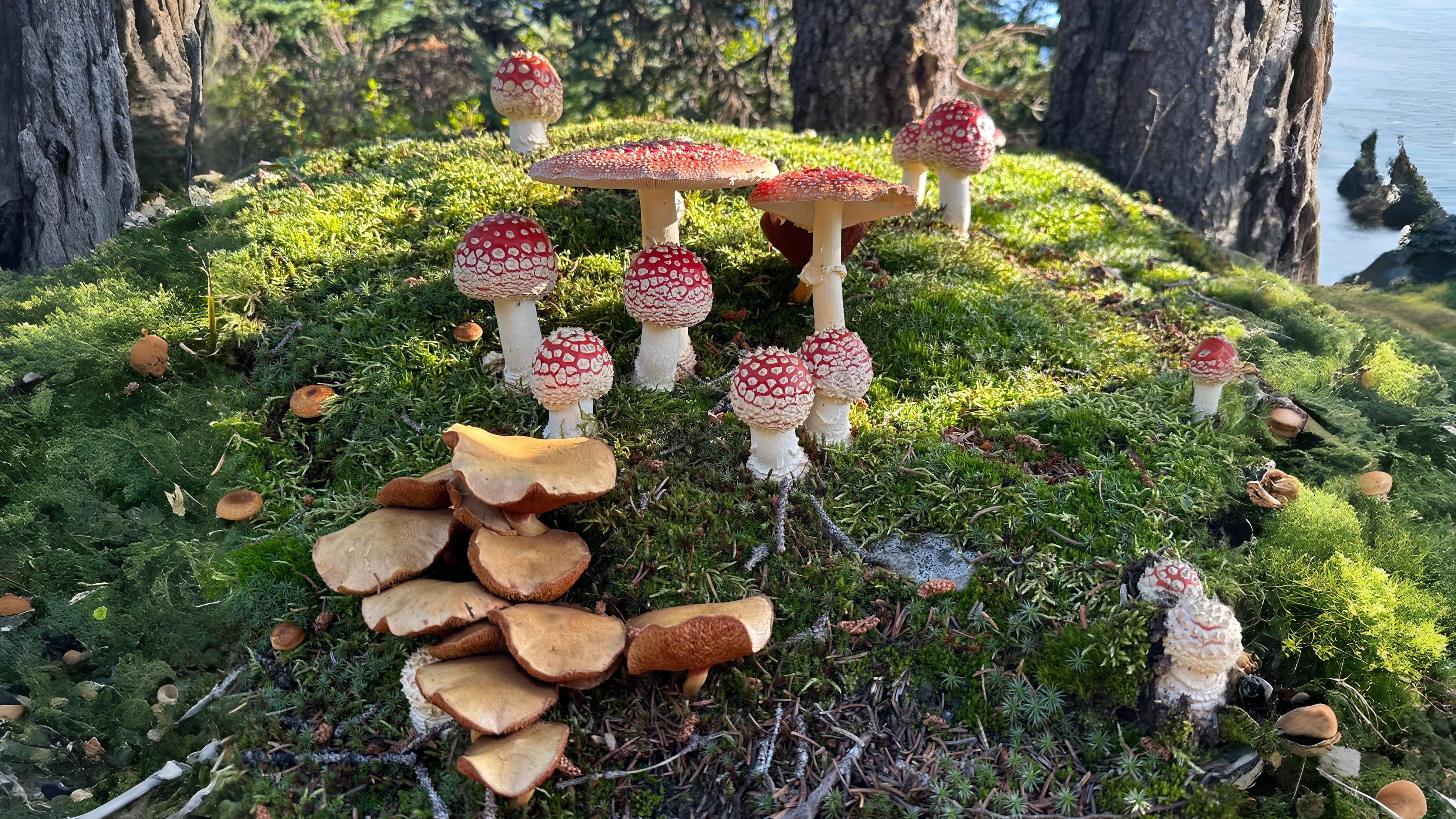 16-Oct Deadly Beauty: Amanitas in Autumn Section Image
