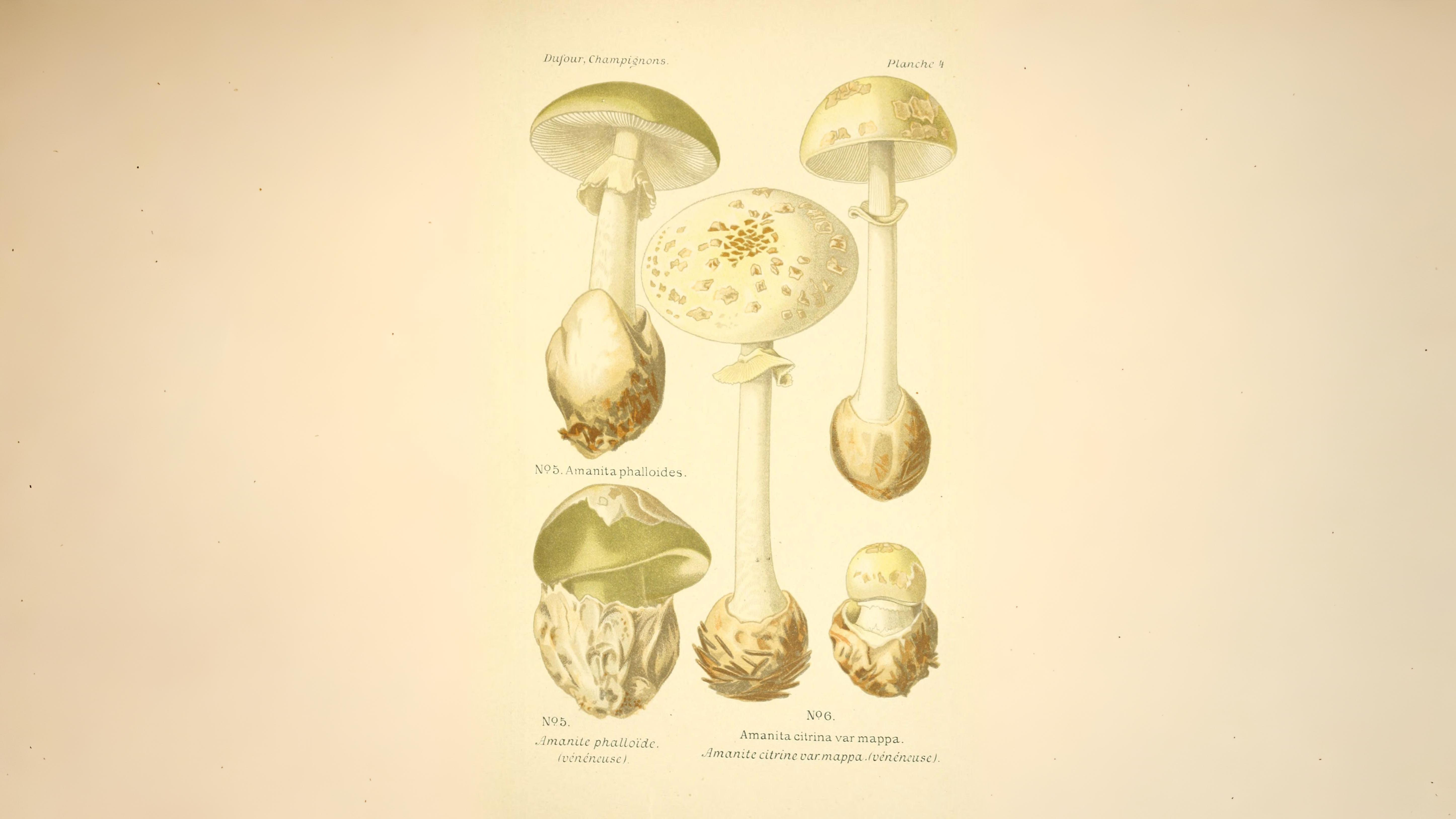 16-Oct Deadly Beauty: Amanitas in Autumn Section Image