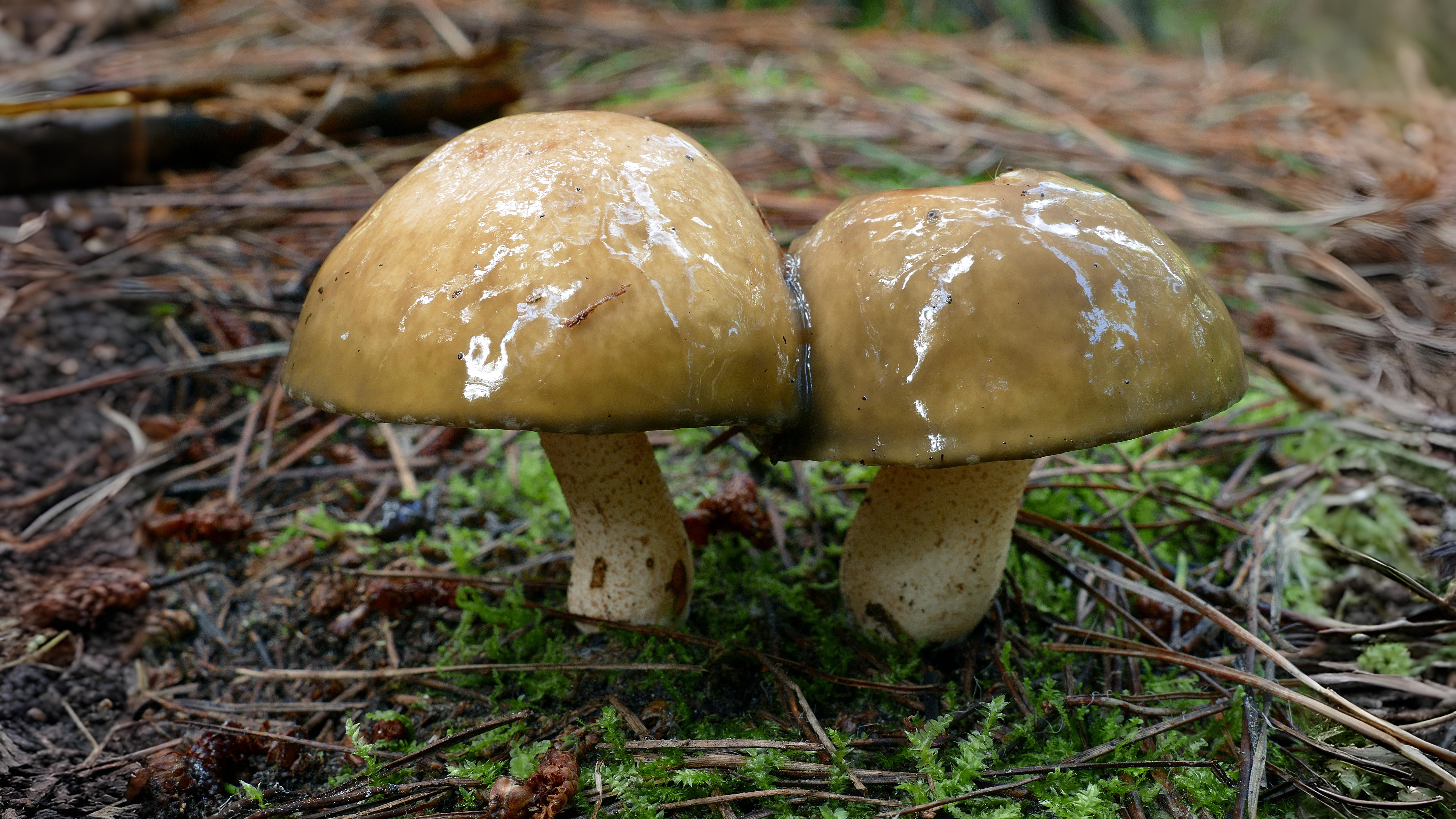 16-Oct Deadly Beauty: Amanitas in Autumn Section Image