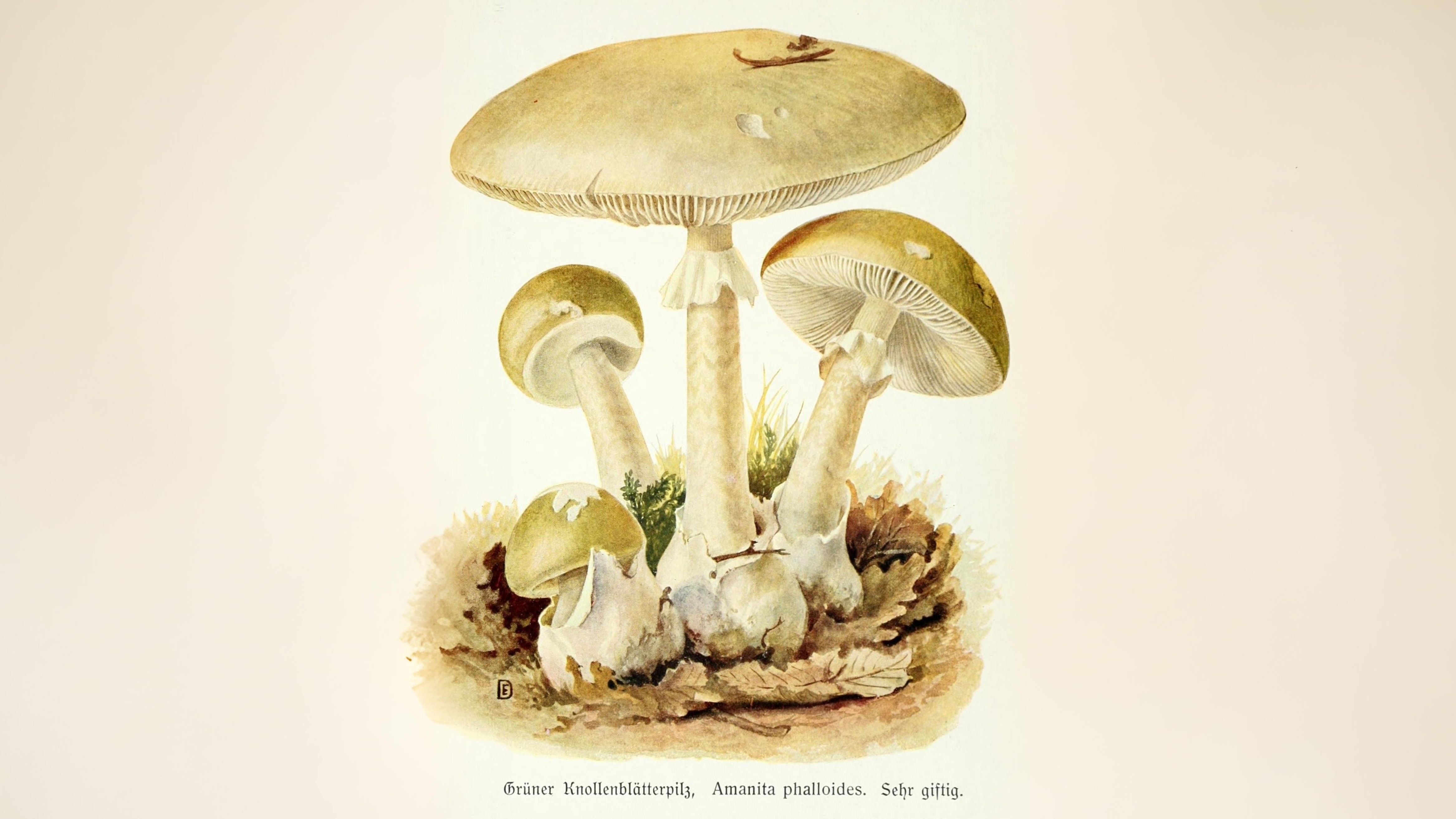 16-Oct Deadly Beauty: Amanitas in Autumn Section Image