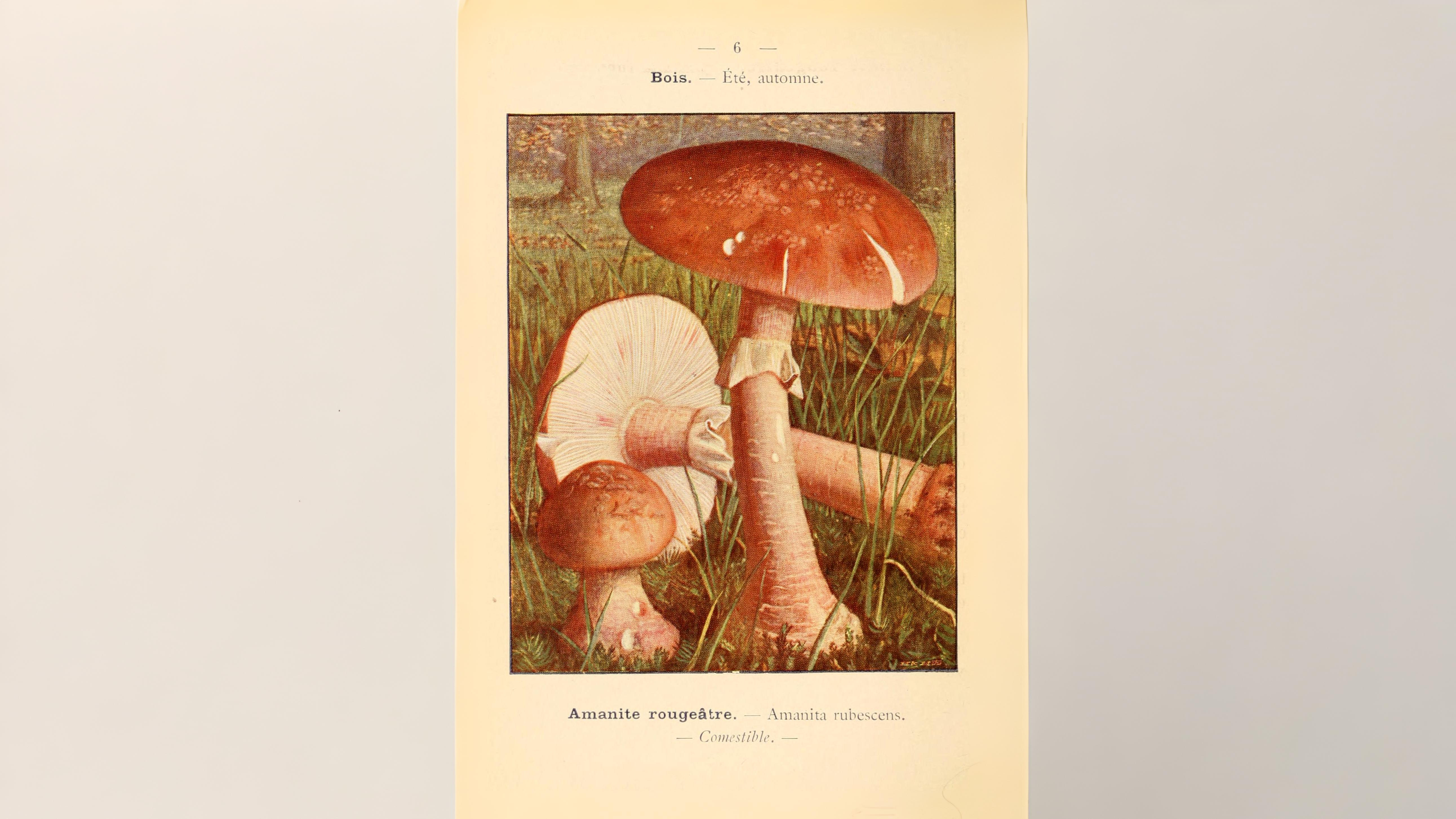 16-Oct Deadly Beauty: Amanitas in Autumn Section Image