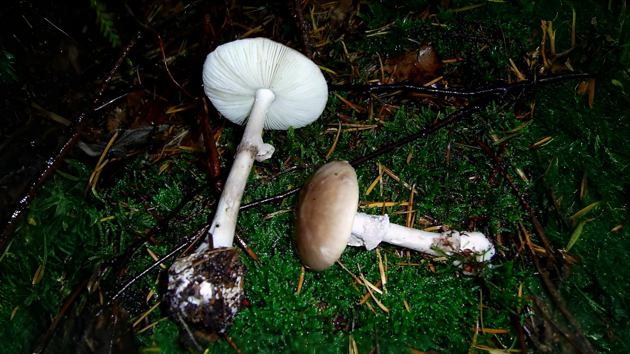 16-Oct Deadly Beauty: Amanitas in Autumn Section Image