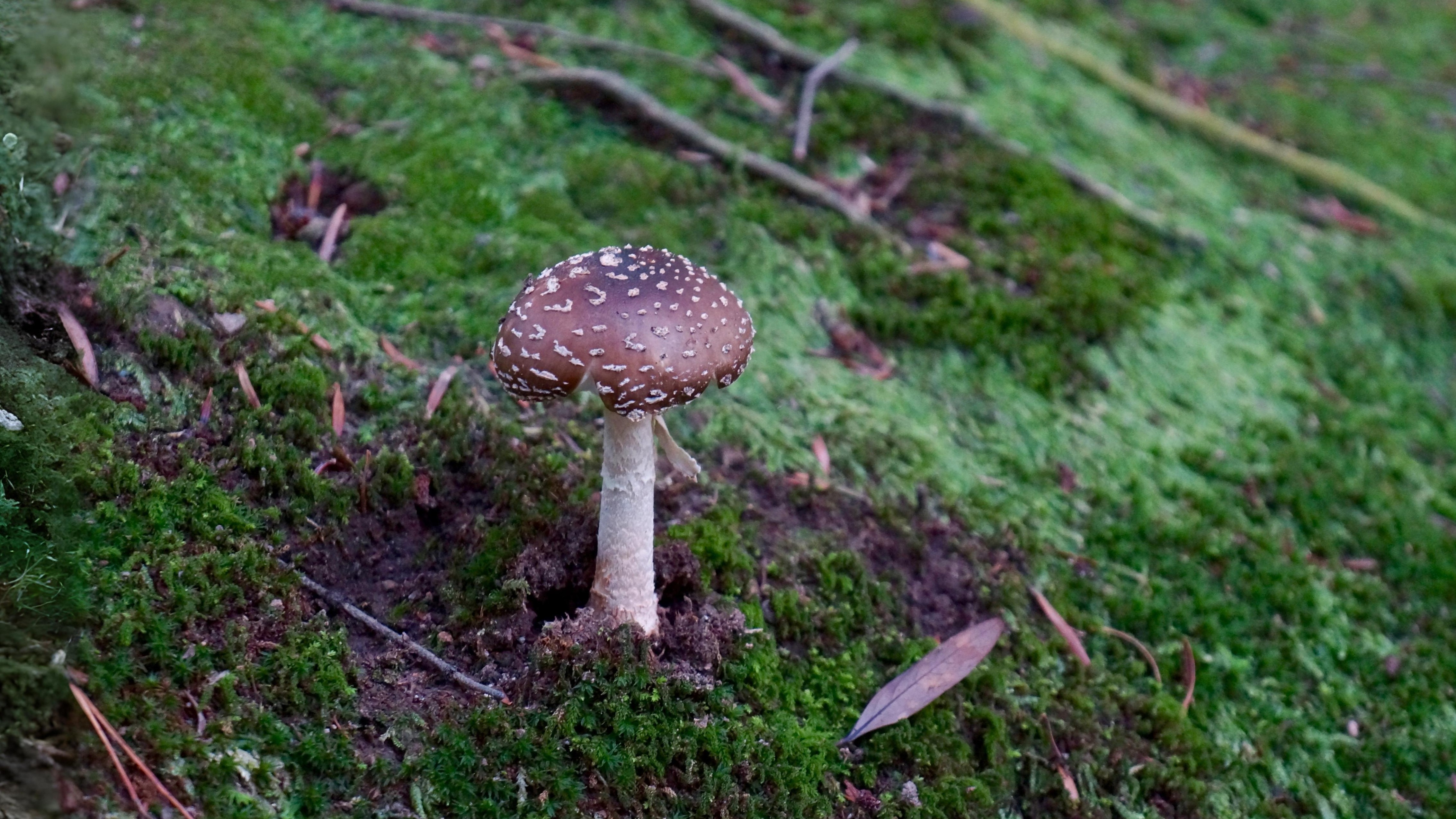 16-Oct Deadly Beauty: Amanitas in Autumn Section Image