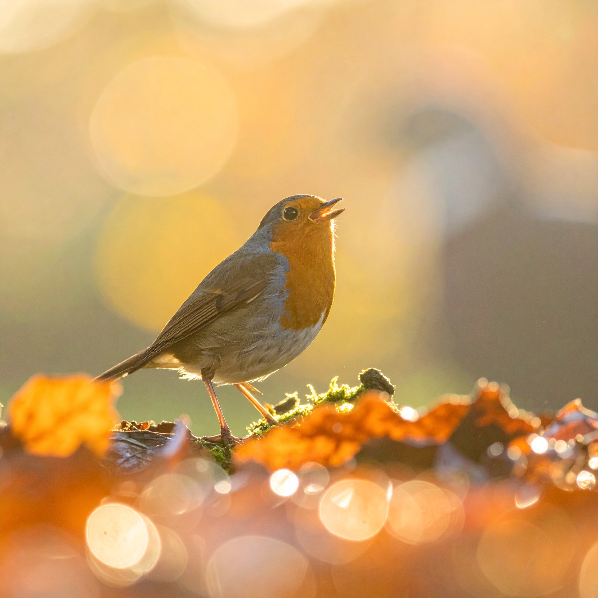 02-Nov Birdsong in London