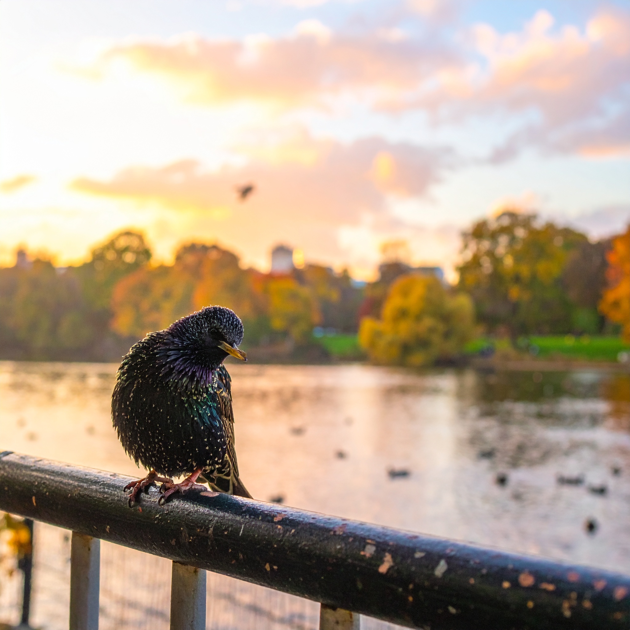 03-Nov London Flocks and Rare Migrants
