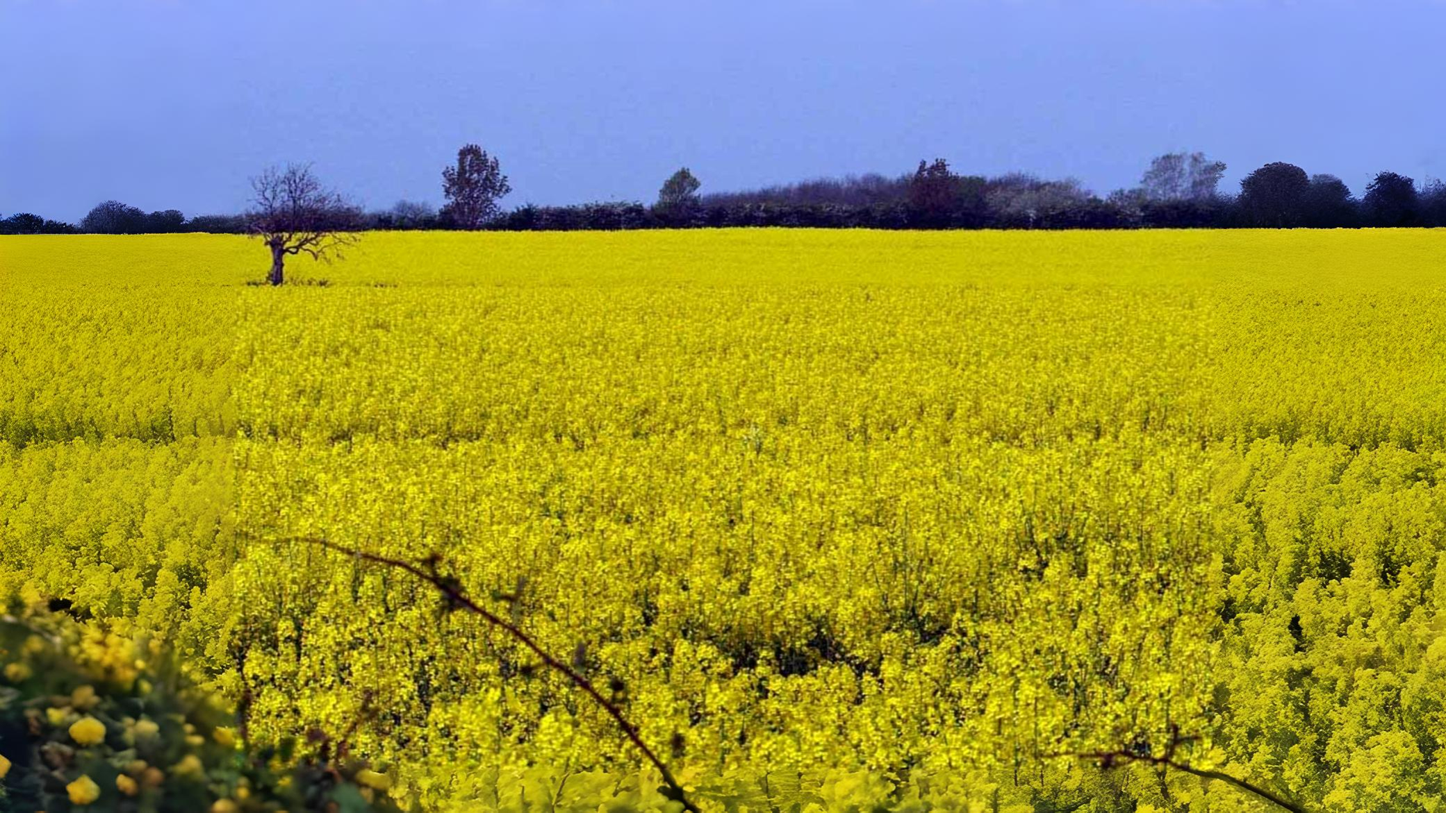20-Apr London’s Wildflower Wonders Section Image