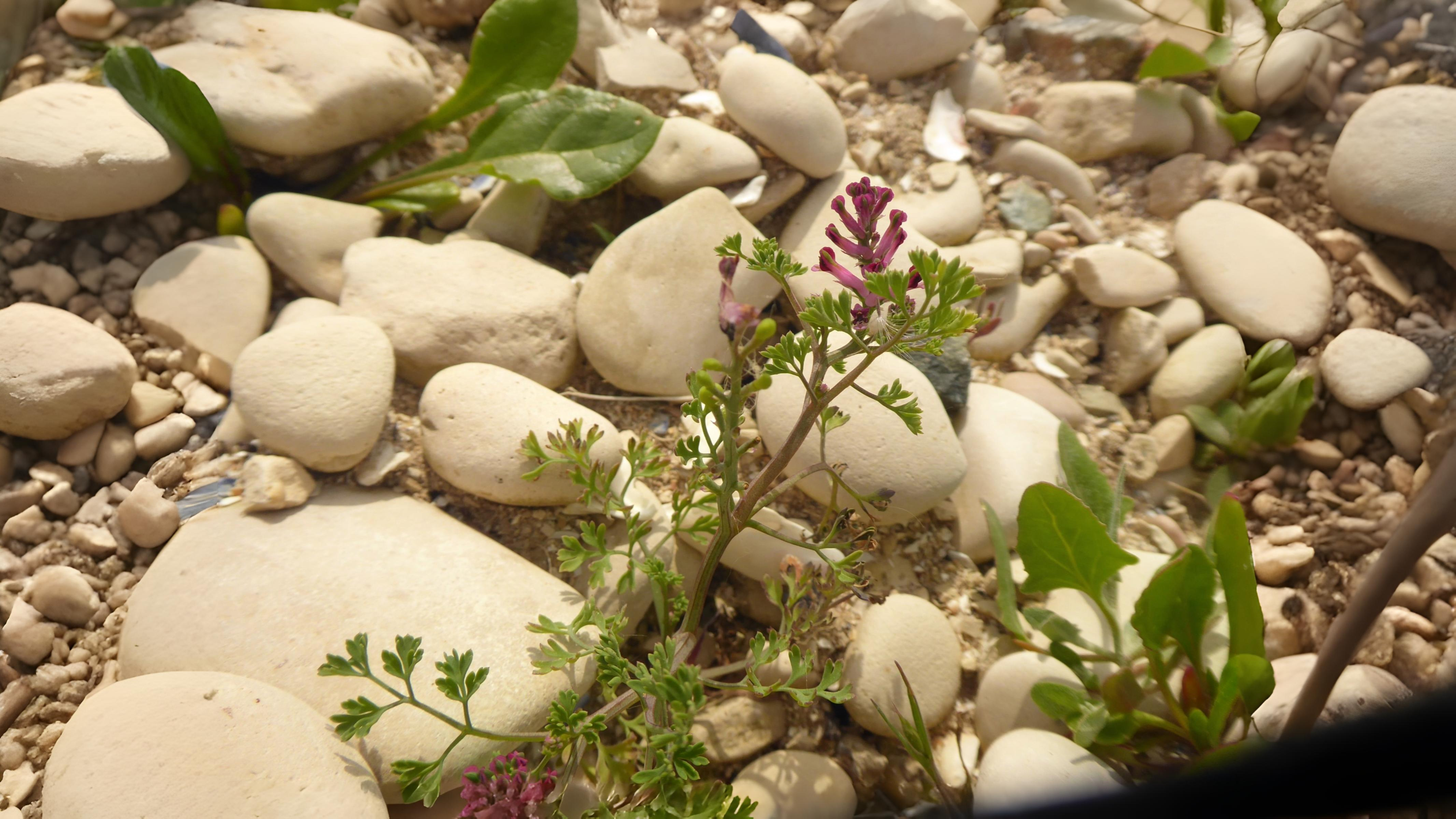 20-Apr London’s Wildflower Wonders Section Image