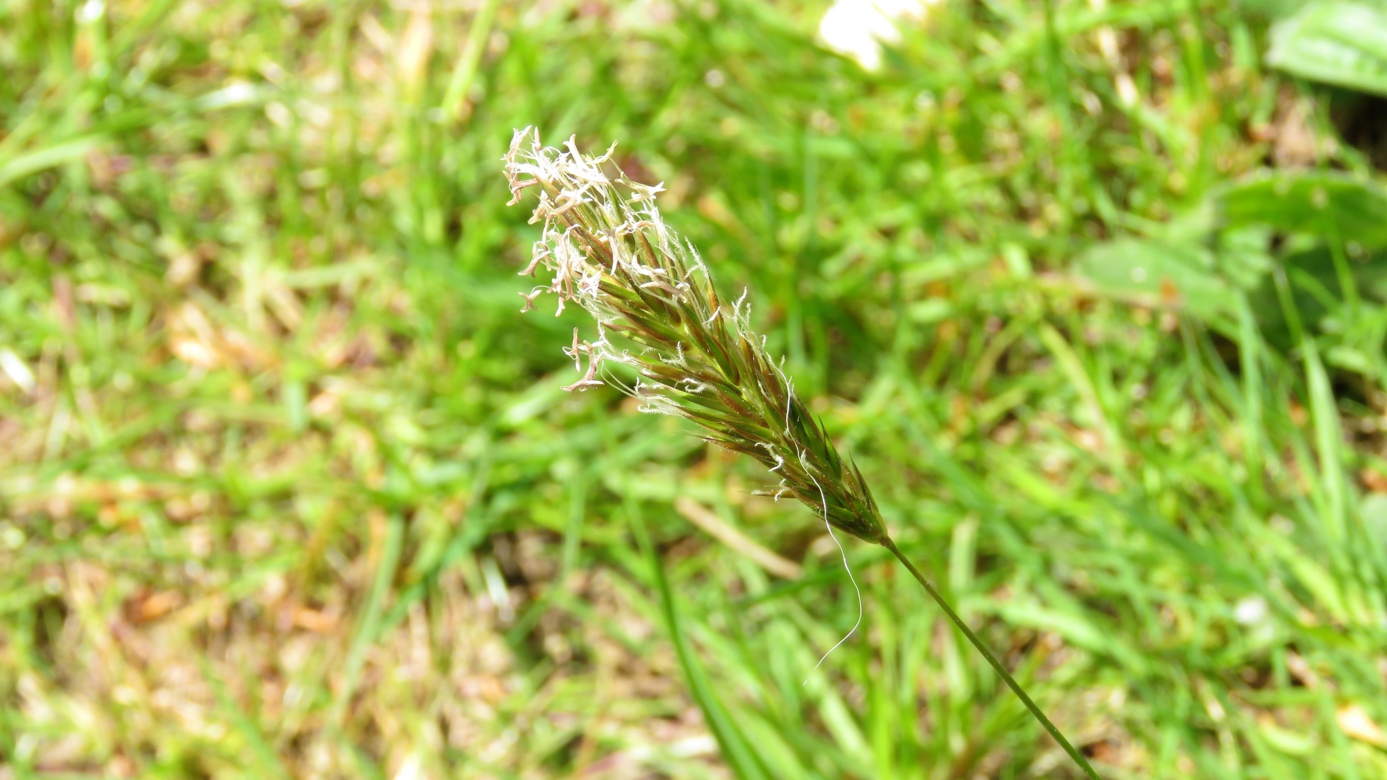 20-Apr London’s Wildflower Wonders Section Image