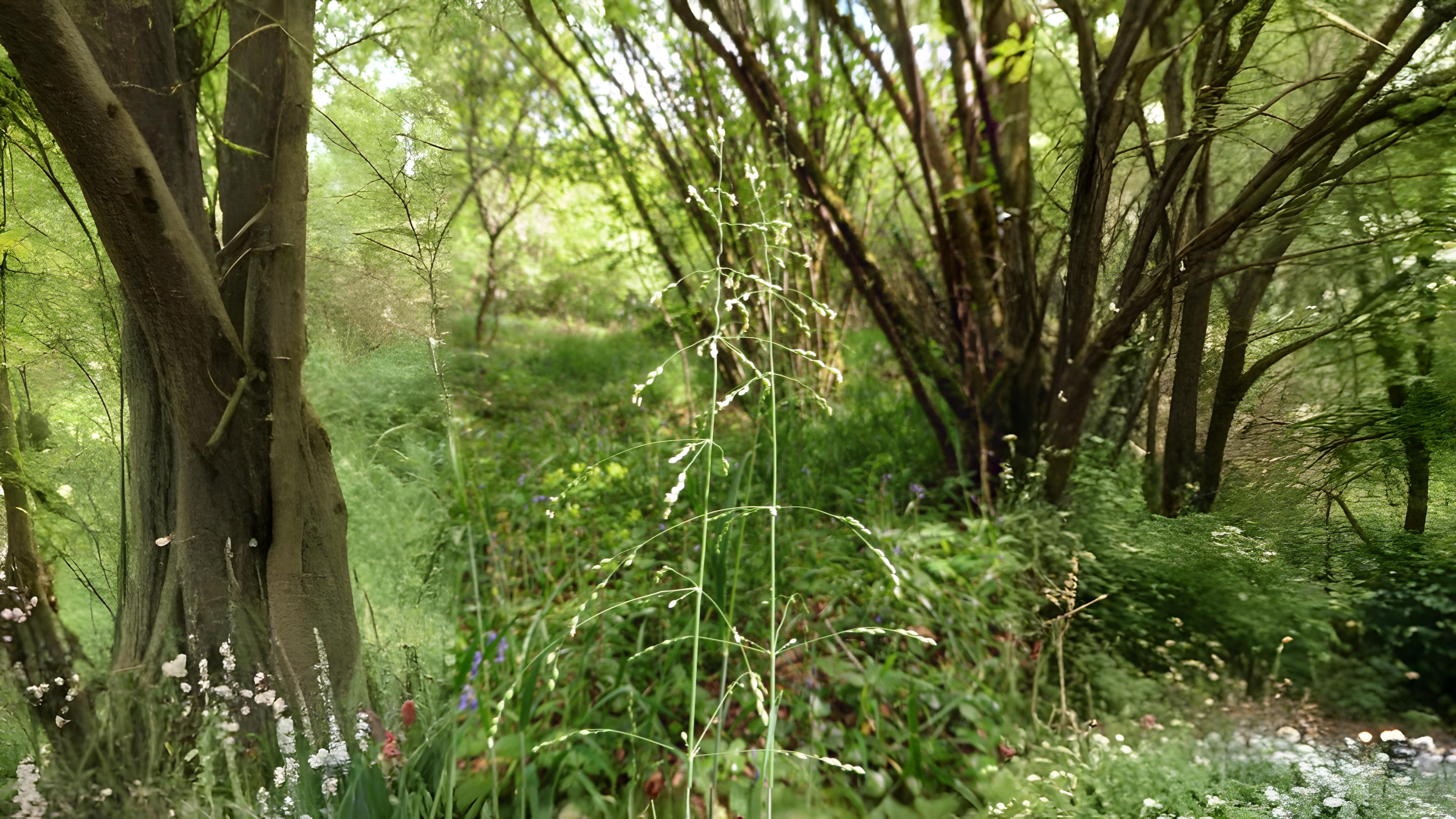 20-Apr London’s Wildflower Wonders Section Image