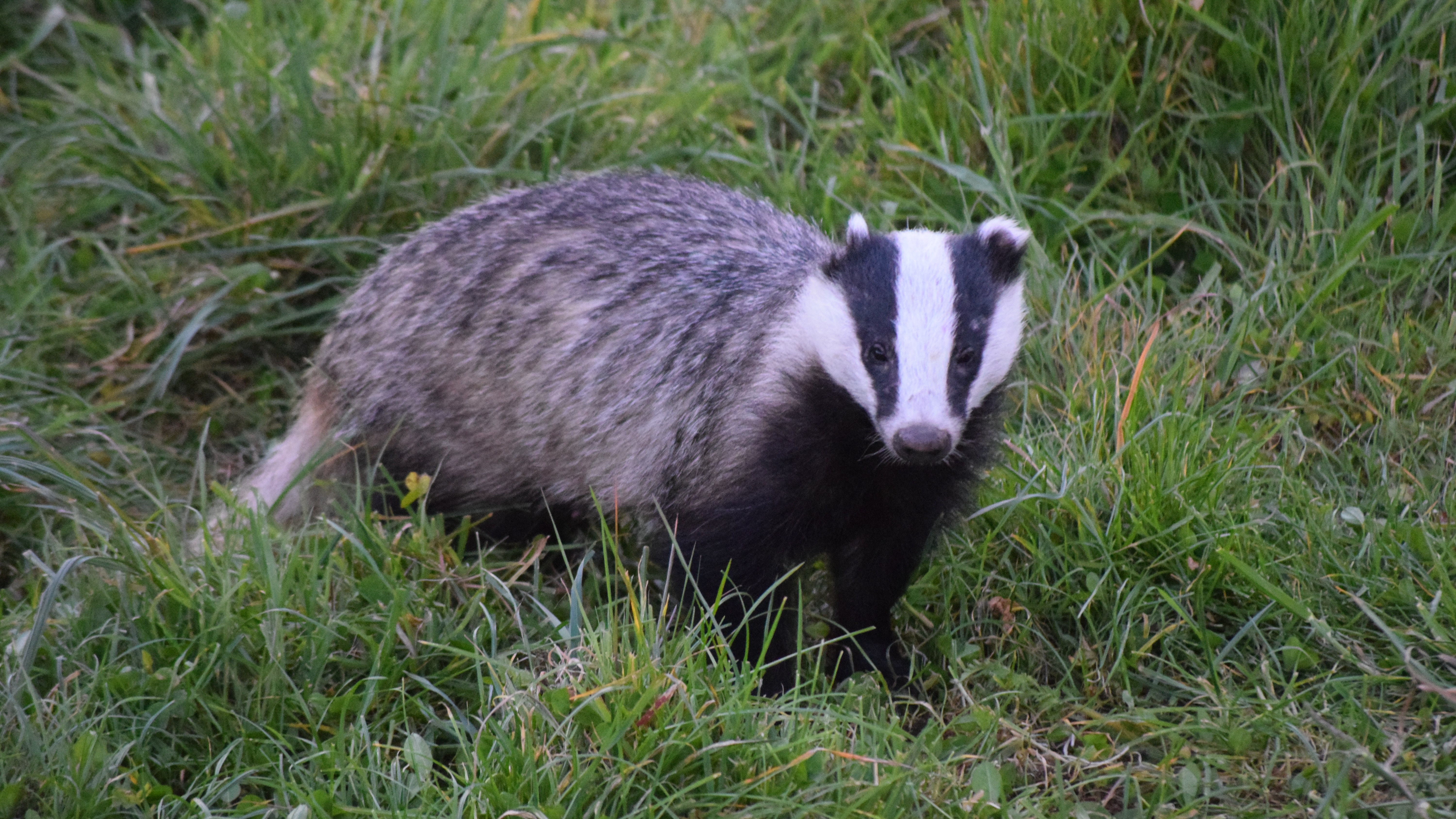 20-Feb Badgers, Moles, and Squirrels Section Image