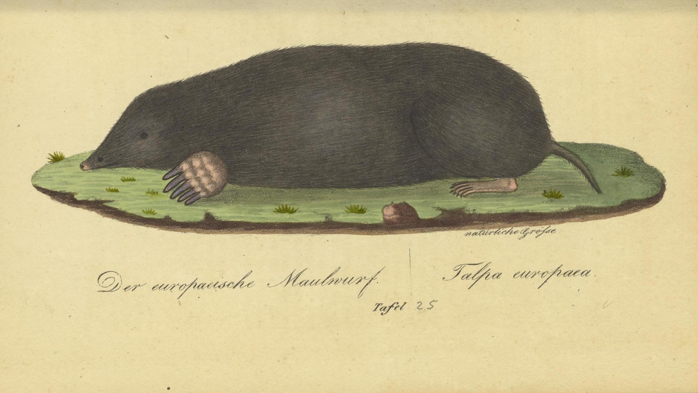 20-Feb Badgers, Moles, and Squirrels Section Image