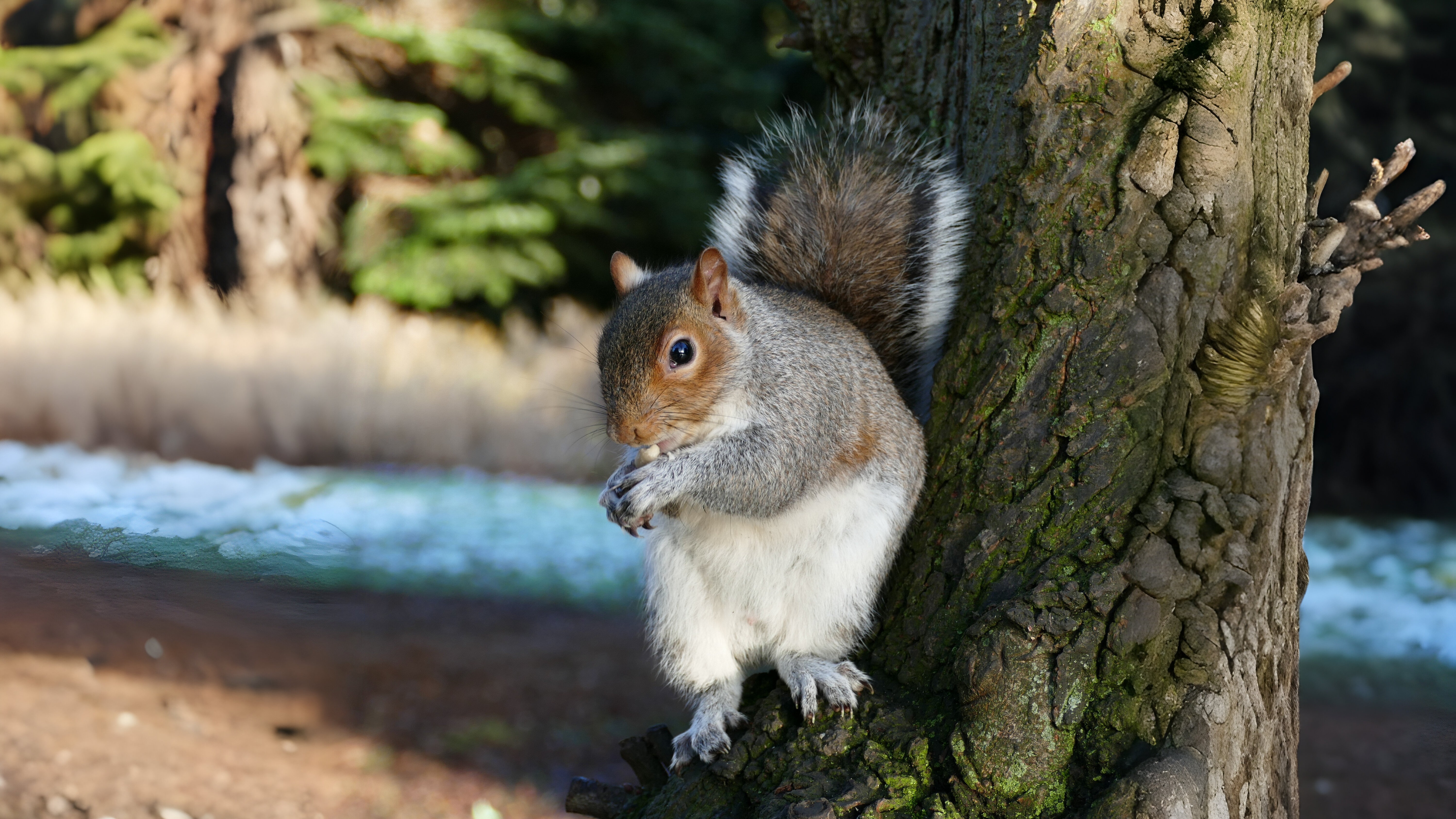 20-Feb Badgers, Moles, and Squirrels Section Image