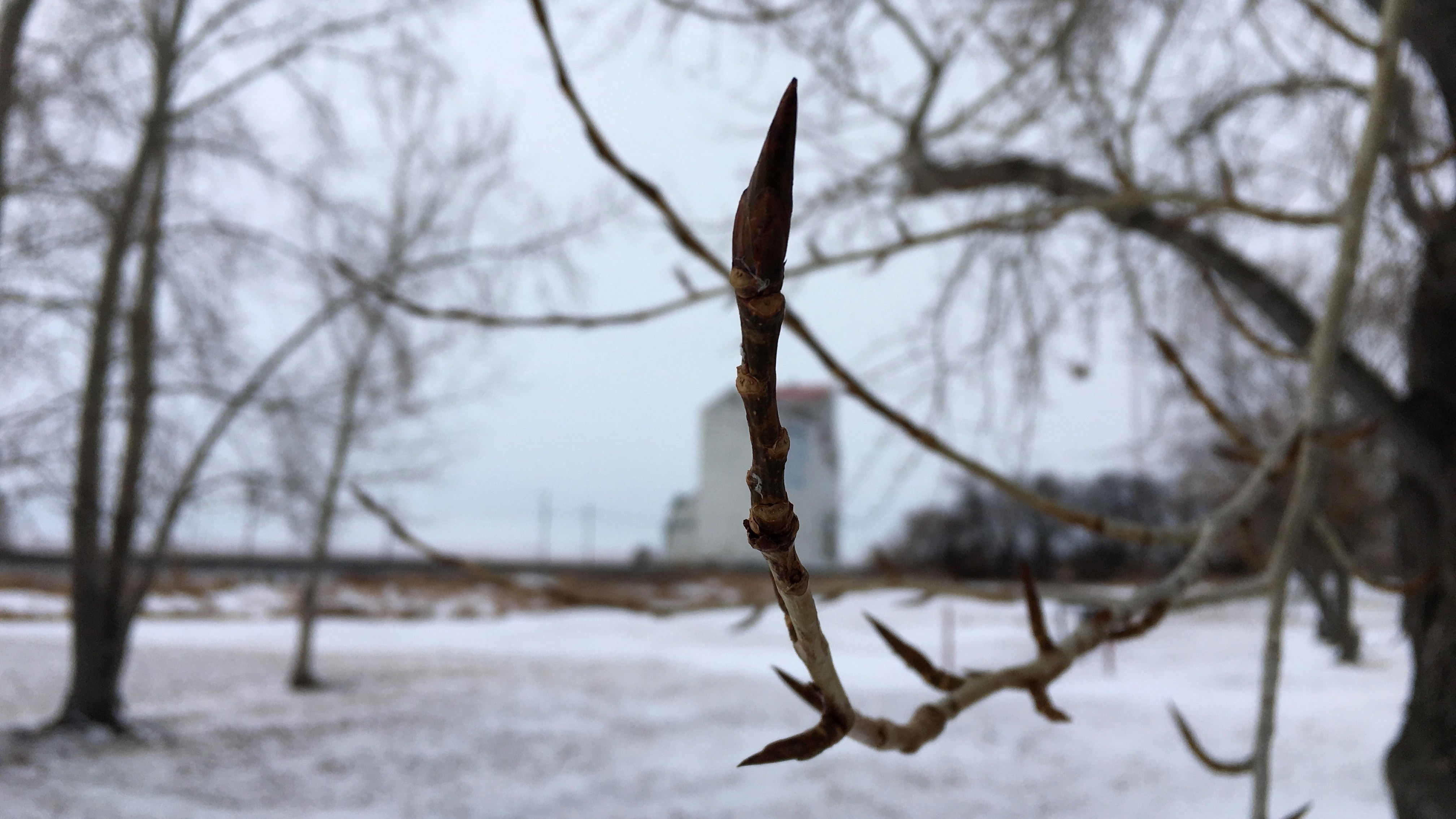 20-Jan Colourful Buds of Winter Trees Section Image