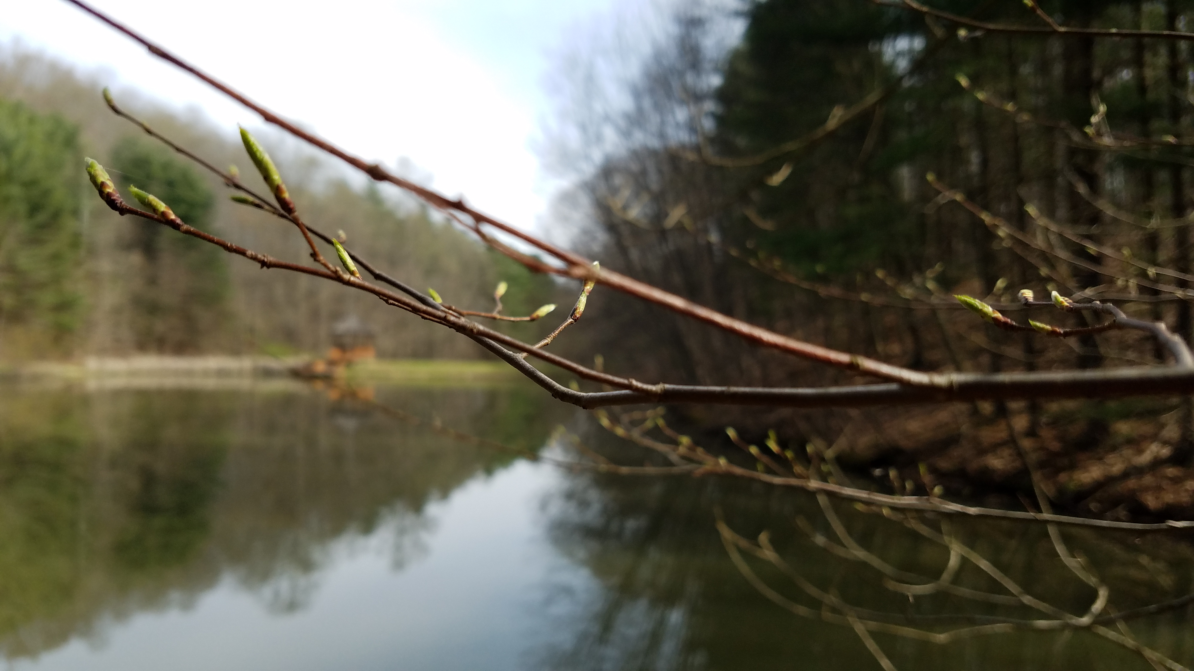 20-Jan Colourful Buds of Winter Trees Section Image
