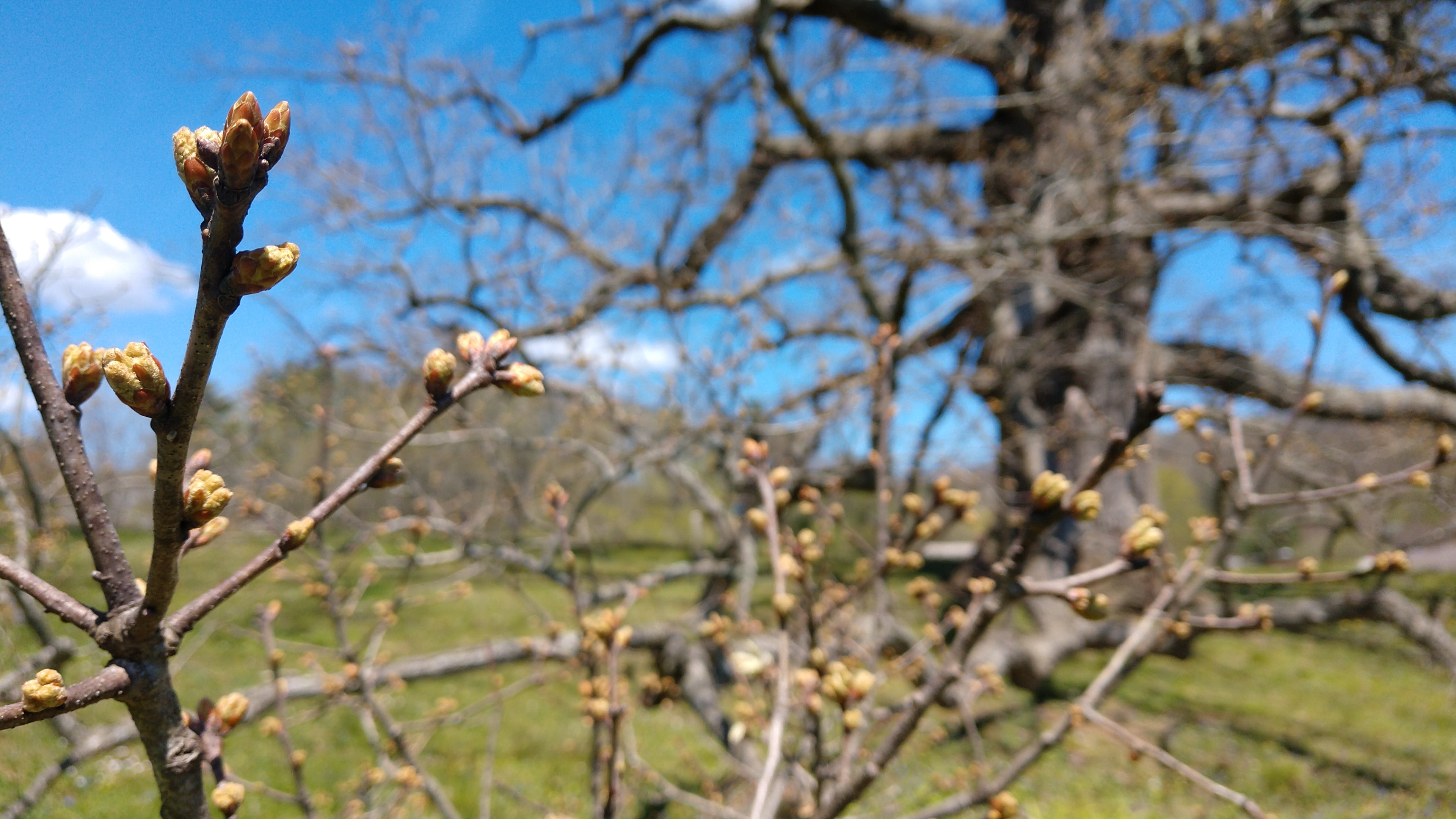 20-Jan Colourful Buds of Winter Trees Section Image