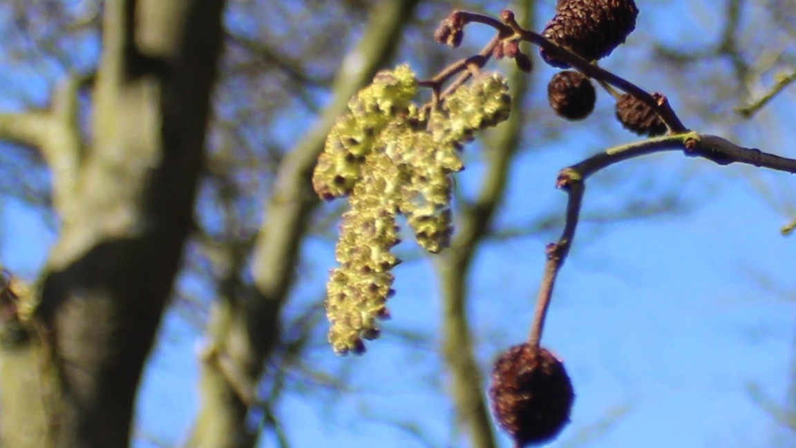 20-Jan Colourful Buds of Winter Trees Section Image