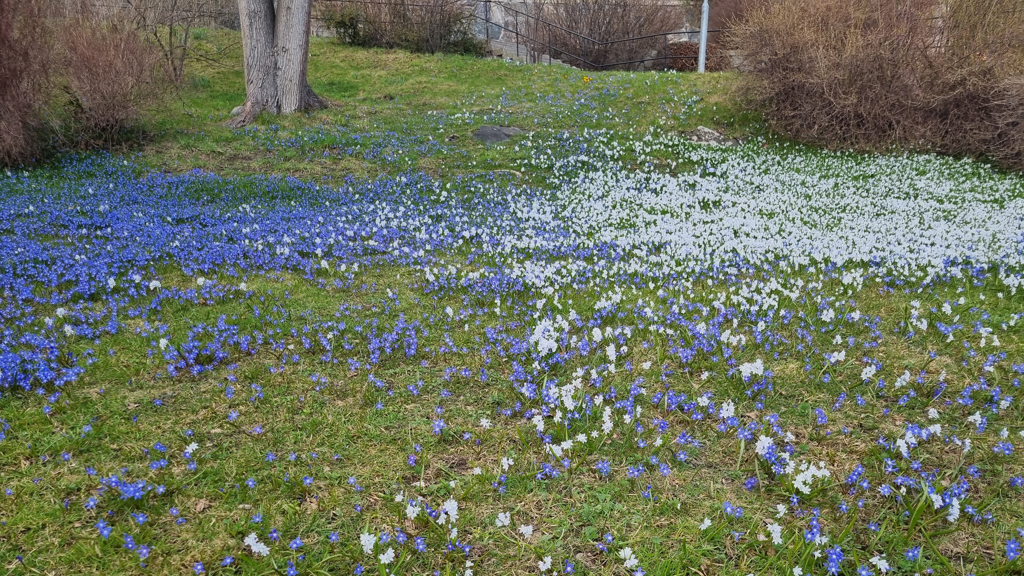 21-Mar Blooms, Blues, and Botanicals Section Image