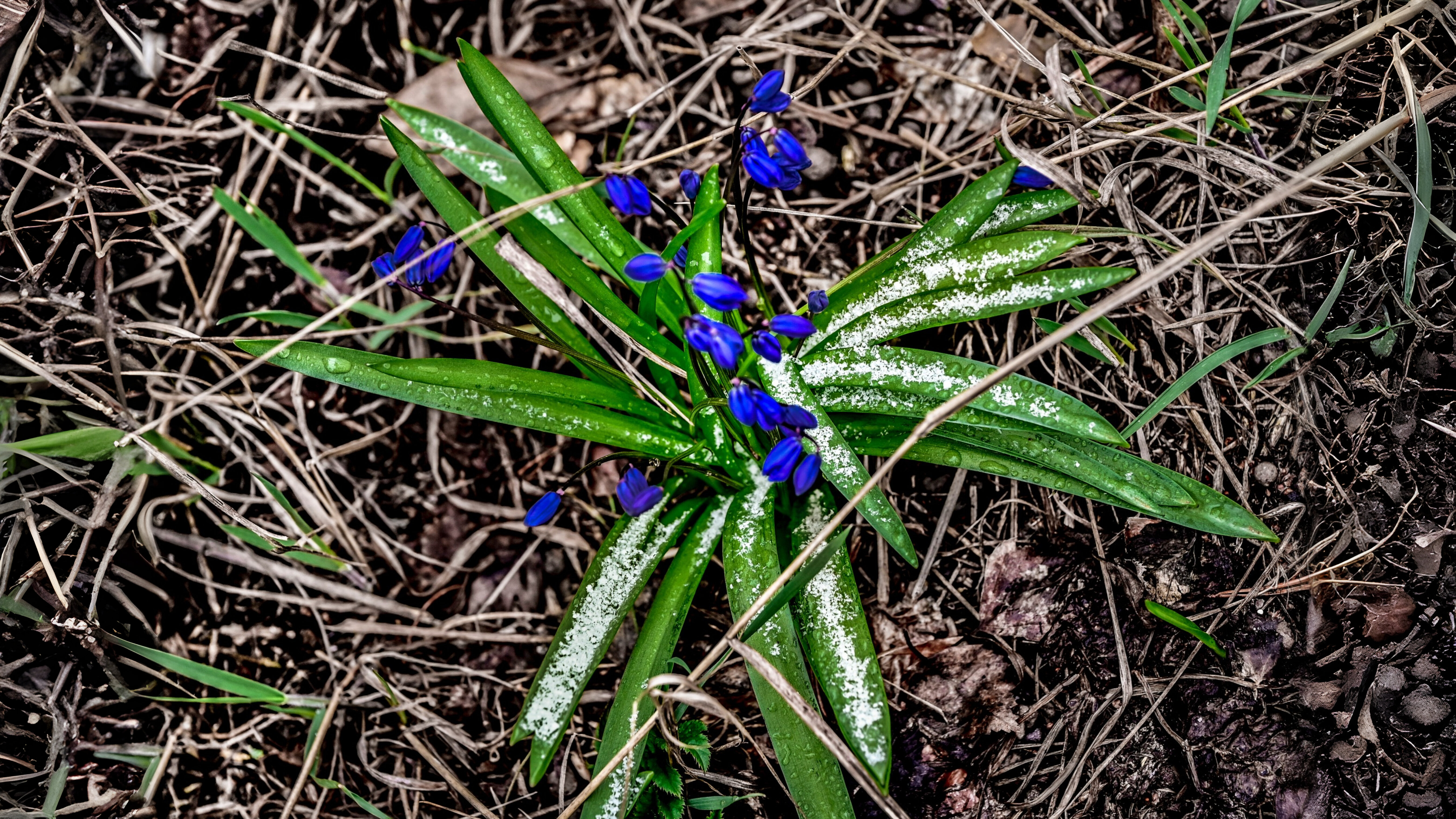 21-Mar Blooms, Blues, and Botanicals Section Image