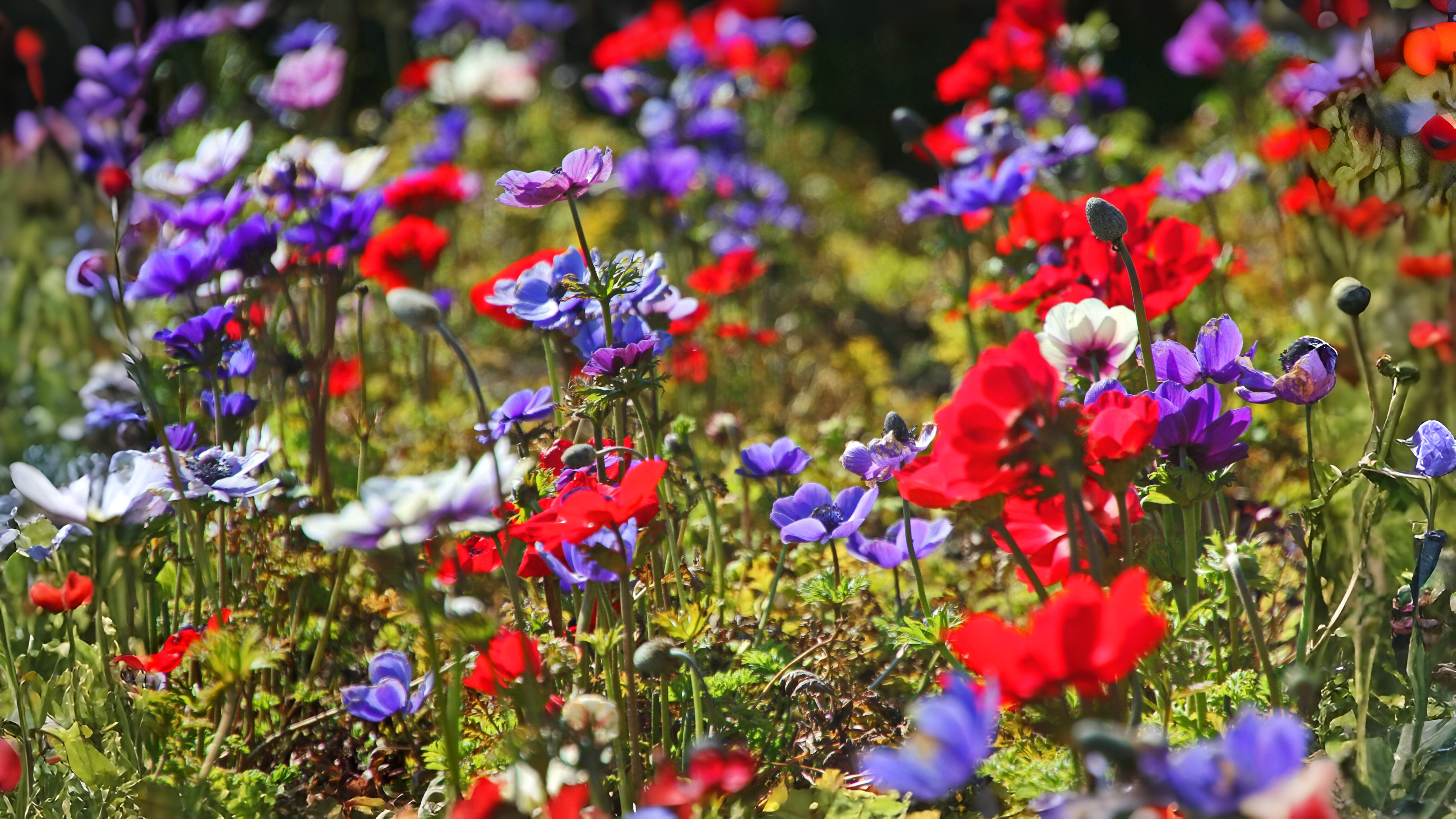 21-Mar Blooms, Blues, and Botanicals Section Image