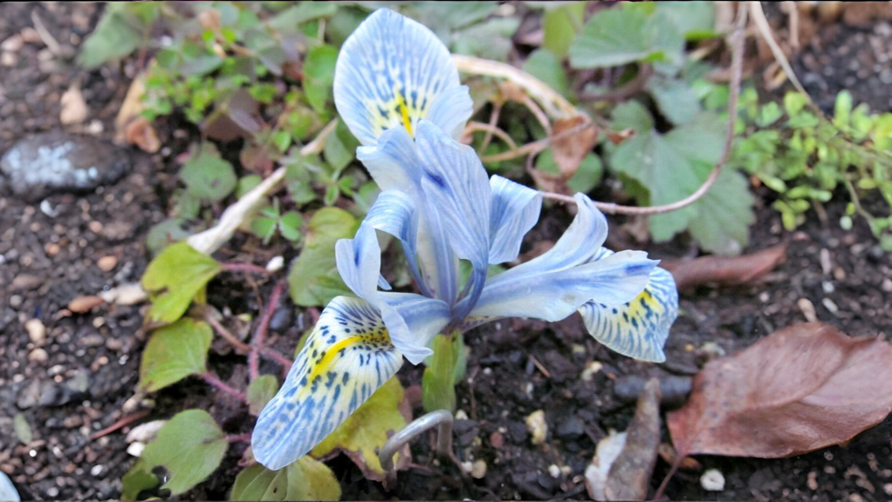 21-Mar Blooms, Blues, and Botanicals Section Image