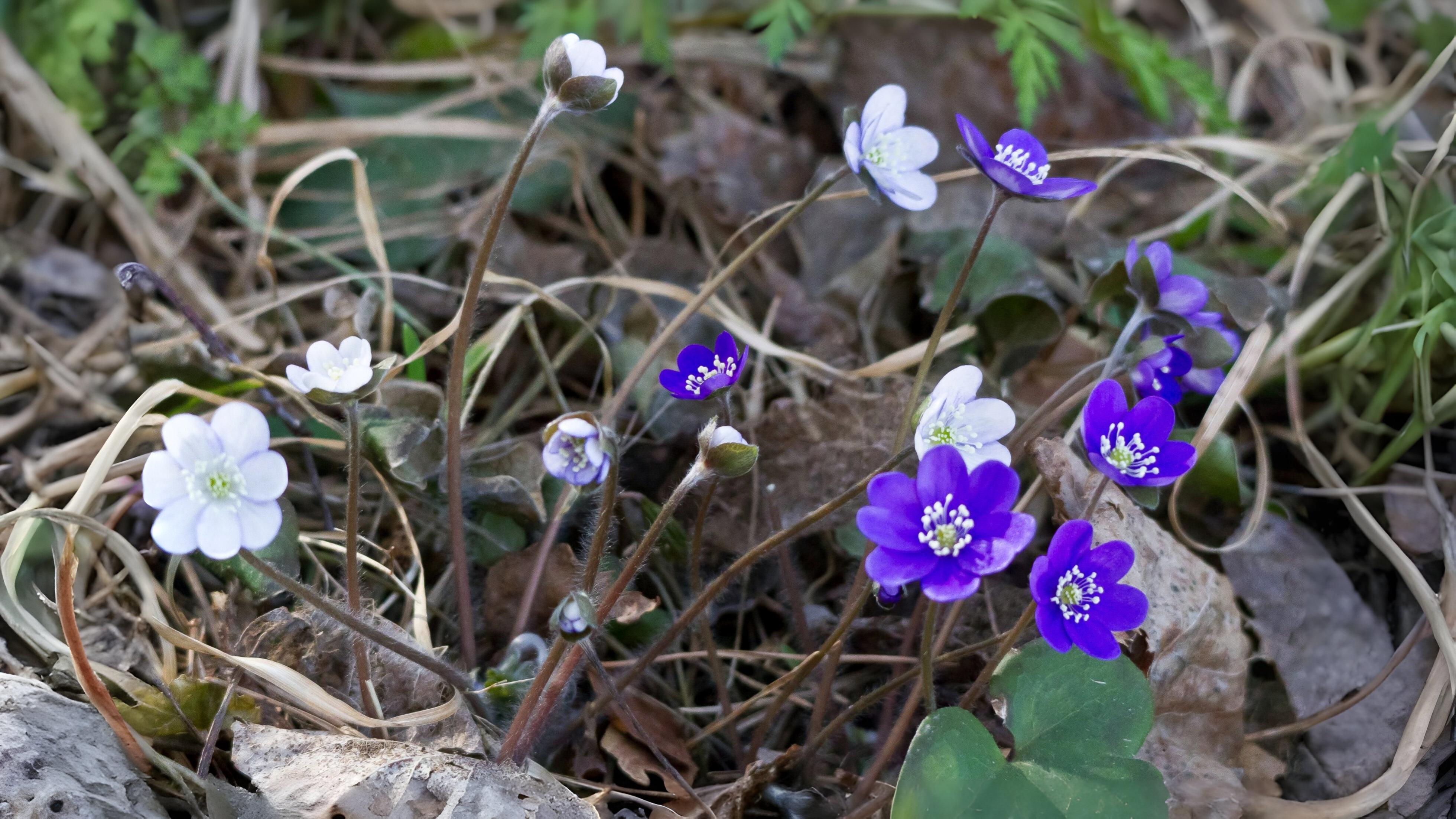 21-Mar Blooms, Blues, and Botanicals Section Image