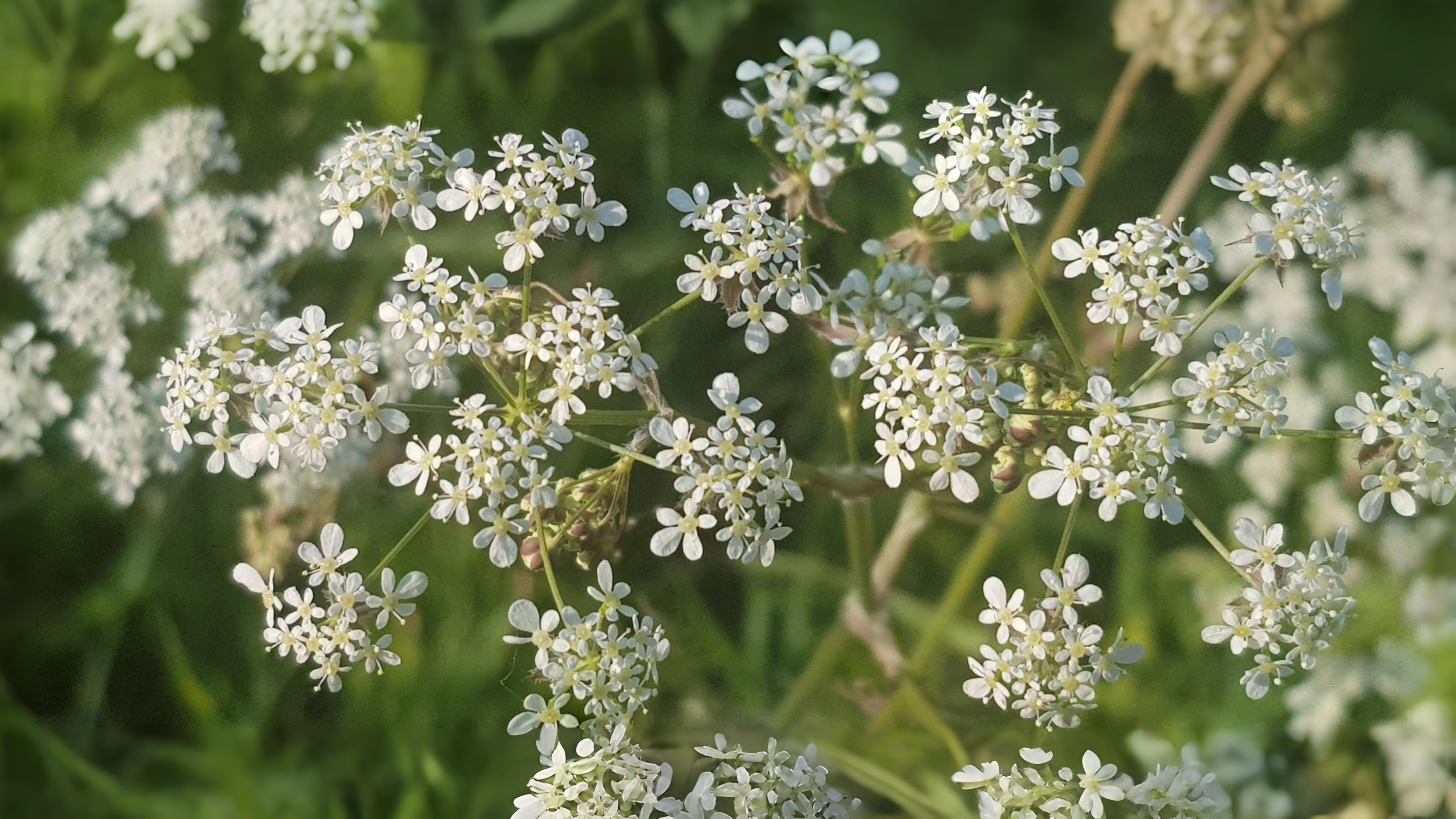 21-Apr London’s Hillside Wildflowers Section Image