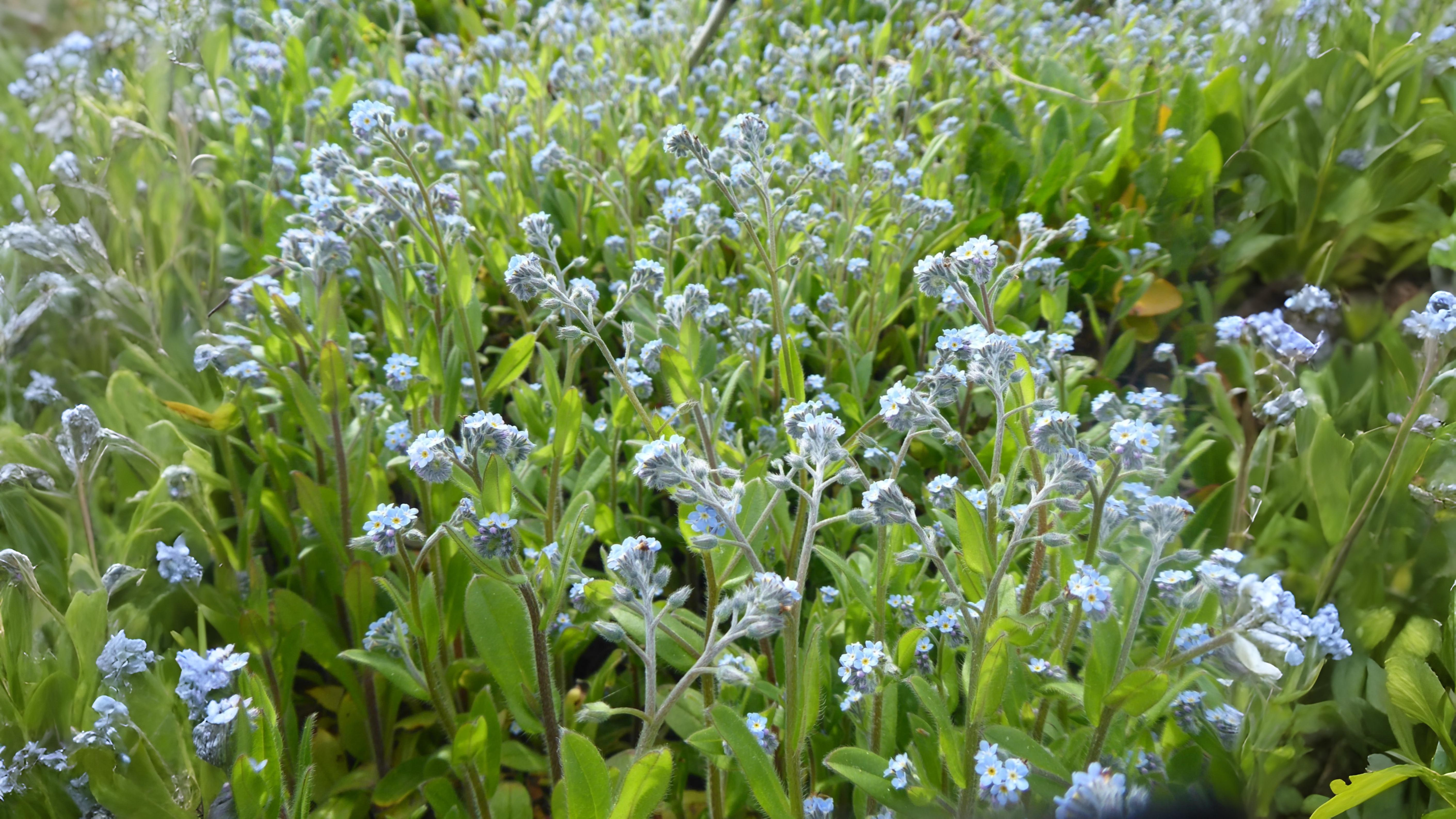 21-Apr London’s Hillside Wildflowers Section Image