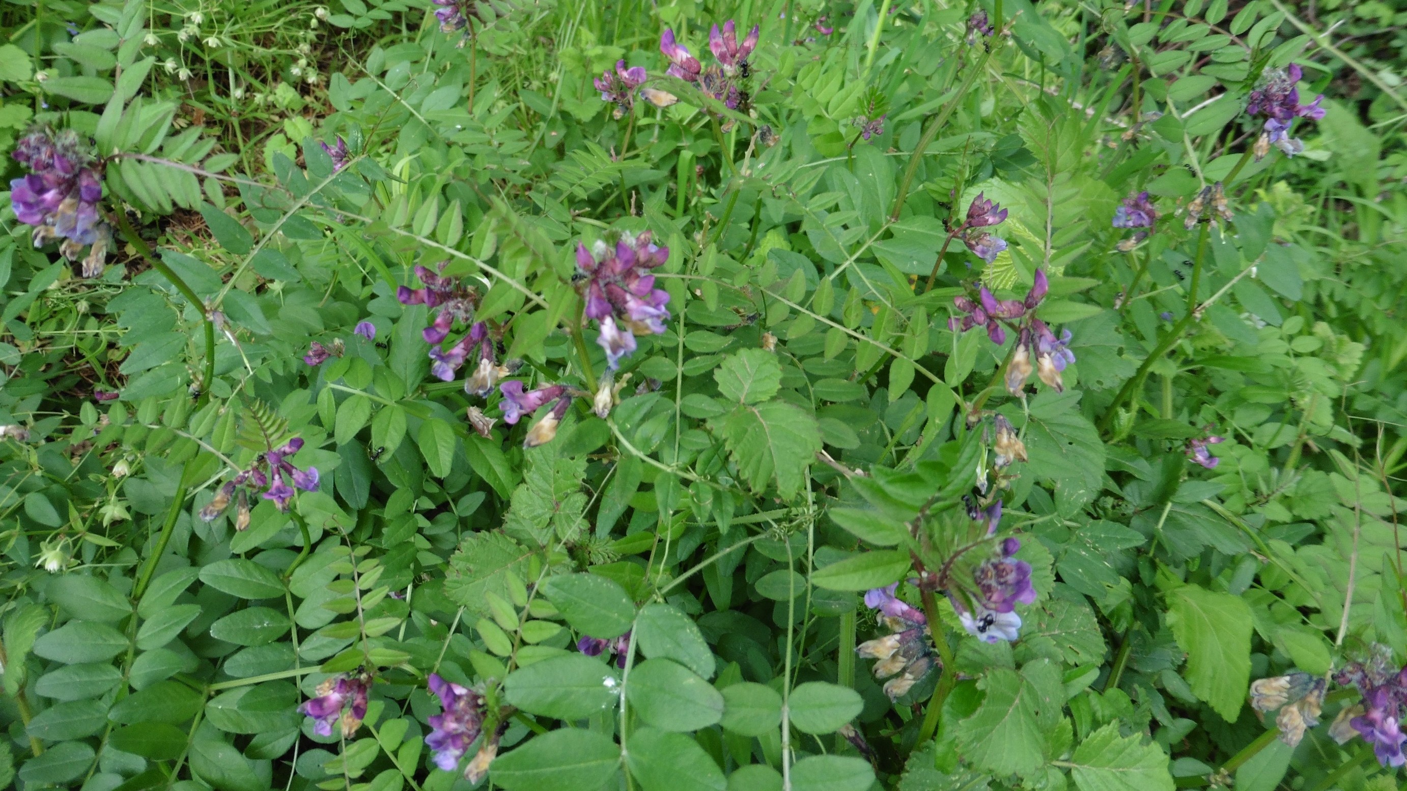 21-Apr London’s Hillside Wildflowers Section Image