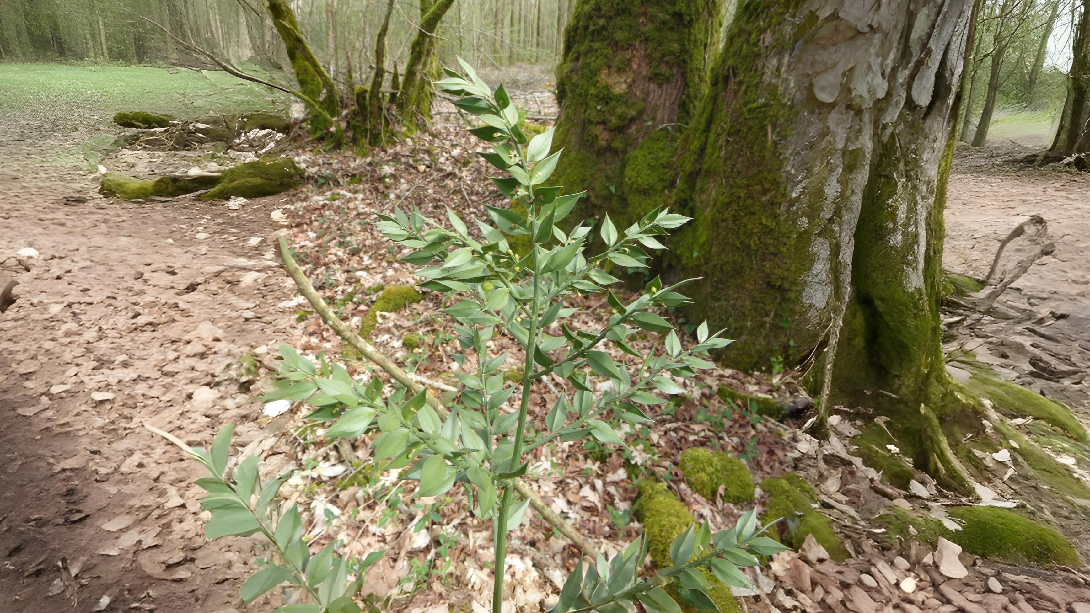 21-Apr London’s Hillside Wildflowers Section Image