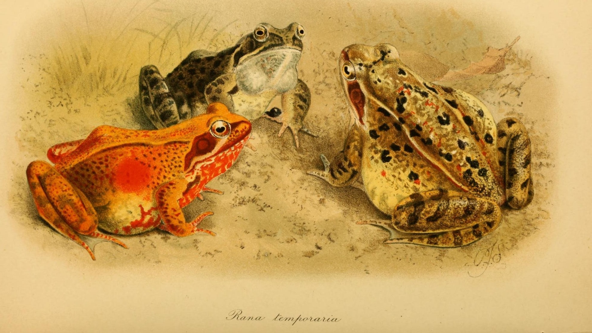 21-Feb Amphibians, and Fish Emerge Section Image