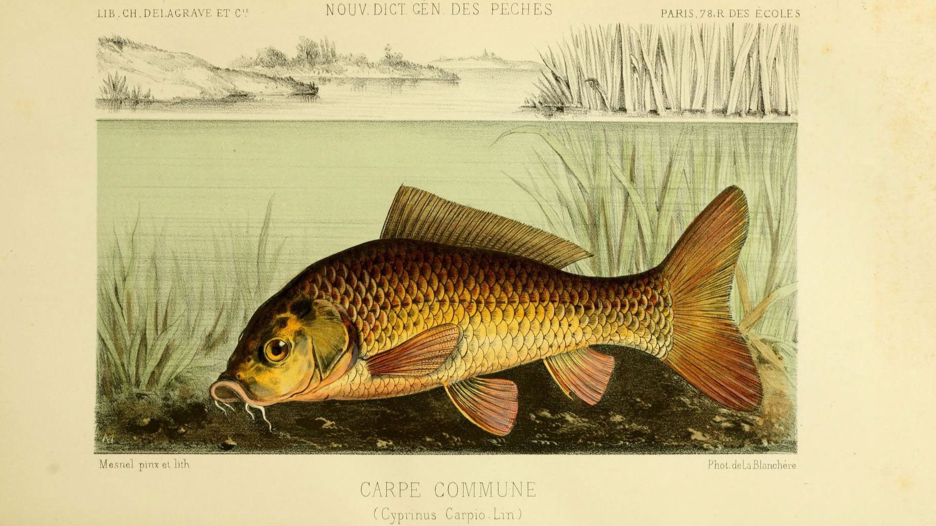 21-Feb Amphibians, and Fish Emerge Section Image
