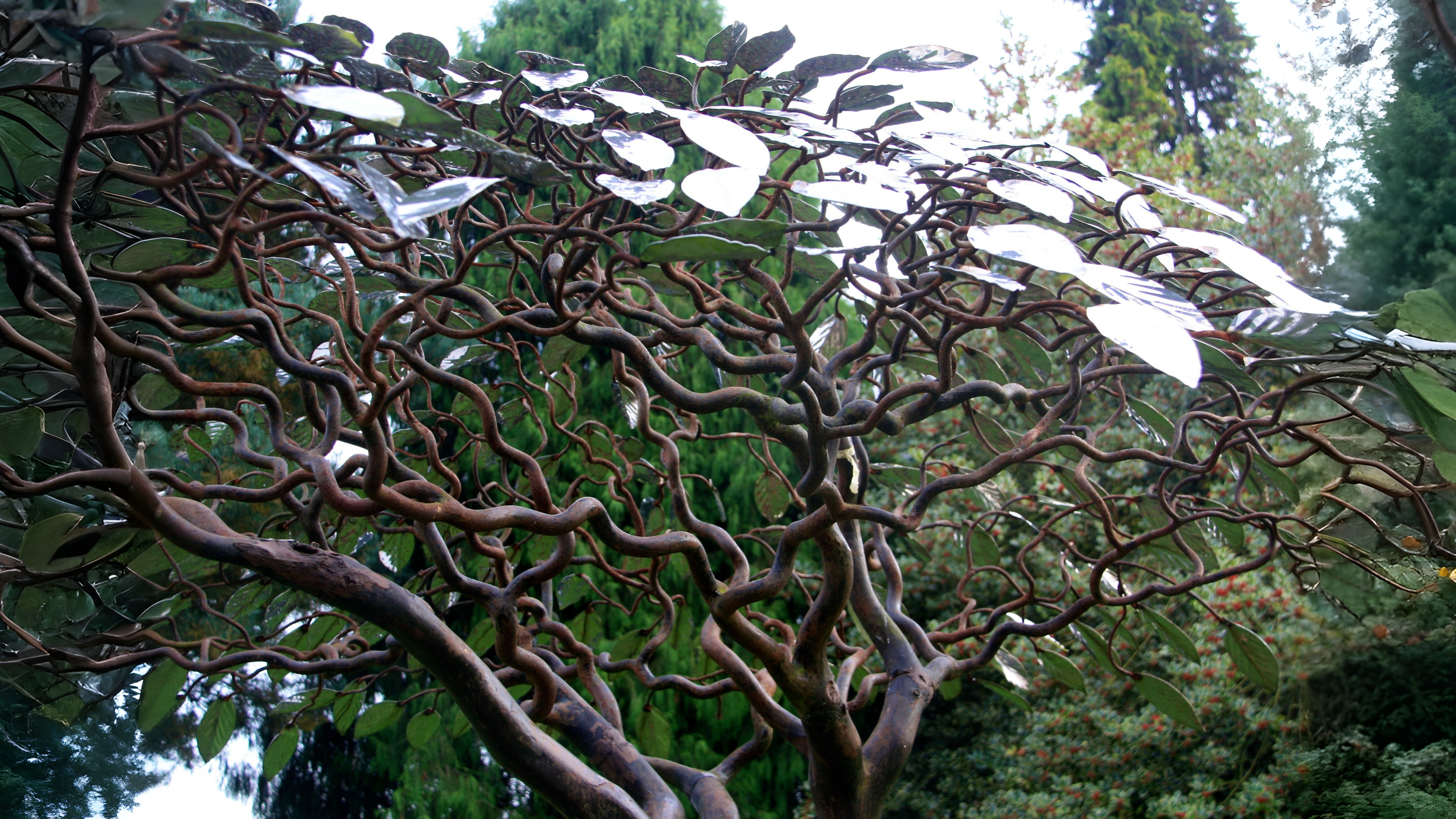 21-Jan Characteristics of Winter Twigs Section Image