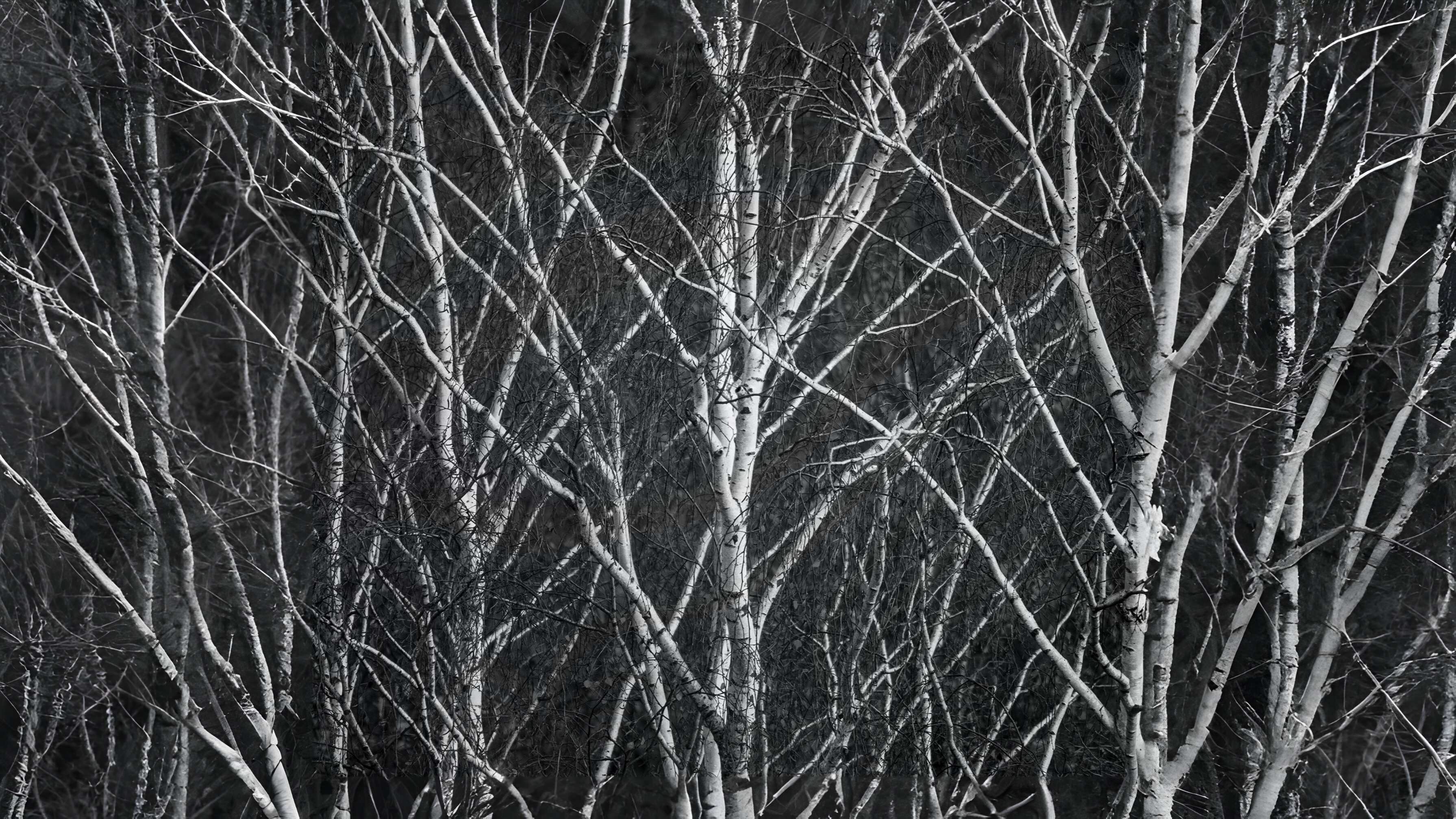 21-Jan Characteristics of Winter Twigs Section Image
