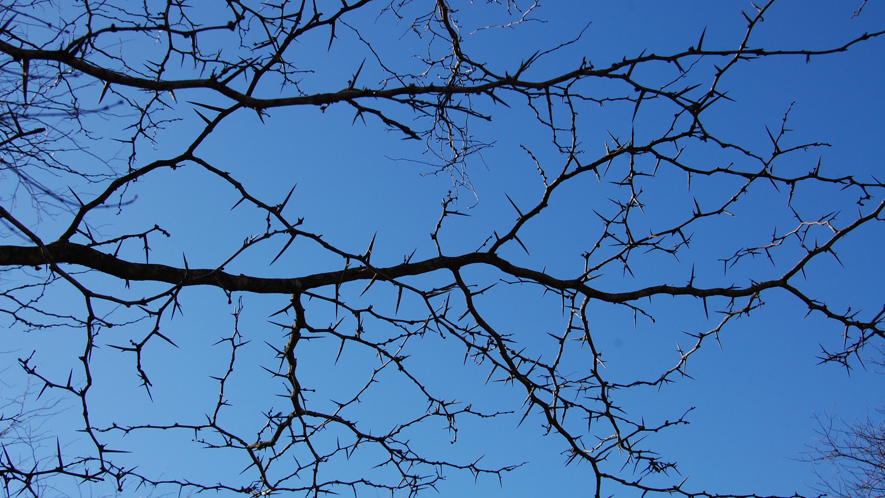 21-Jan Characteristics of Winter Twigs Section Image