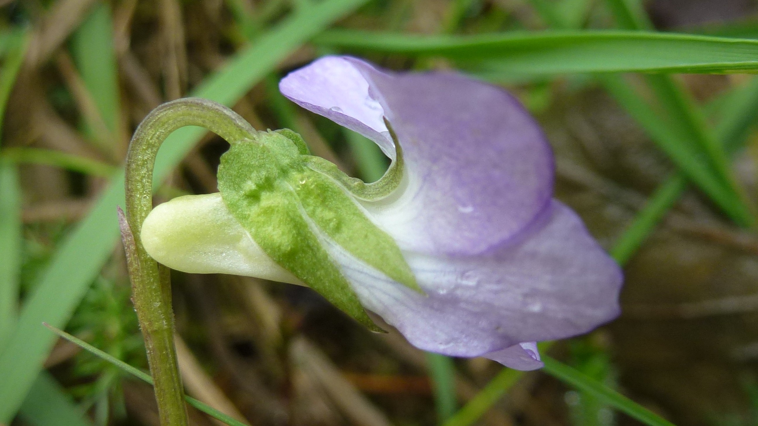 22-Apr London’s Spring Wildflowers: Violets & Anemones Section Image