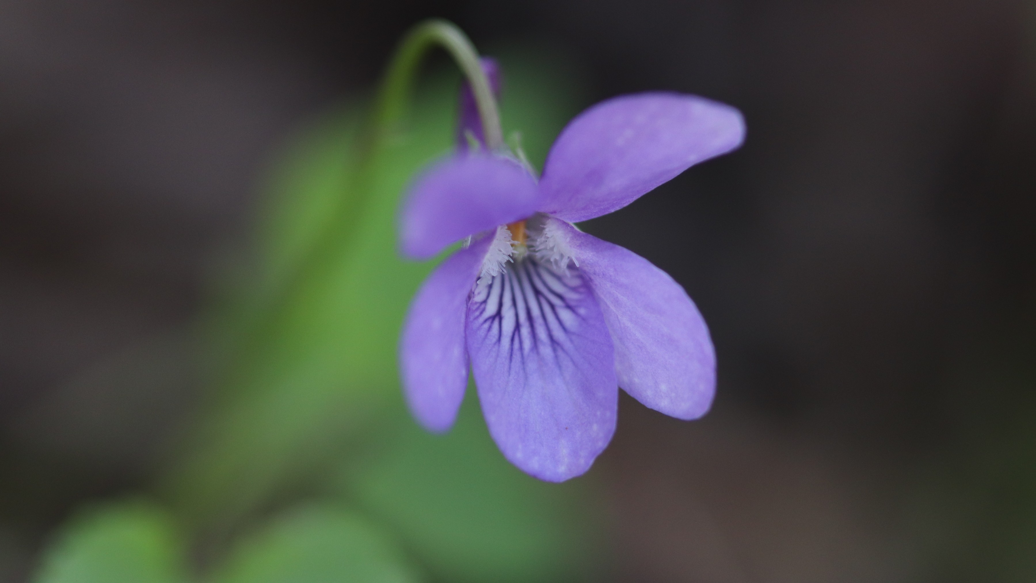 22-Apr London’s Spring Wildflowers: Violets & Anemones Section Image