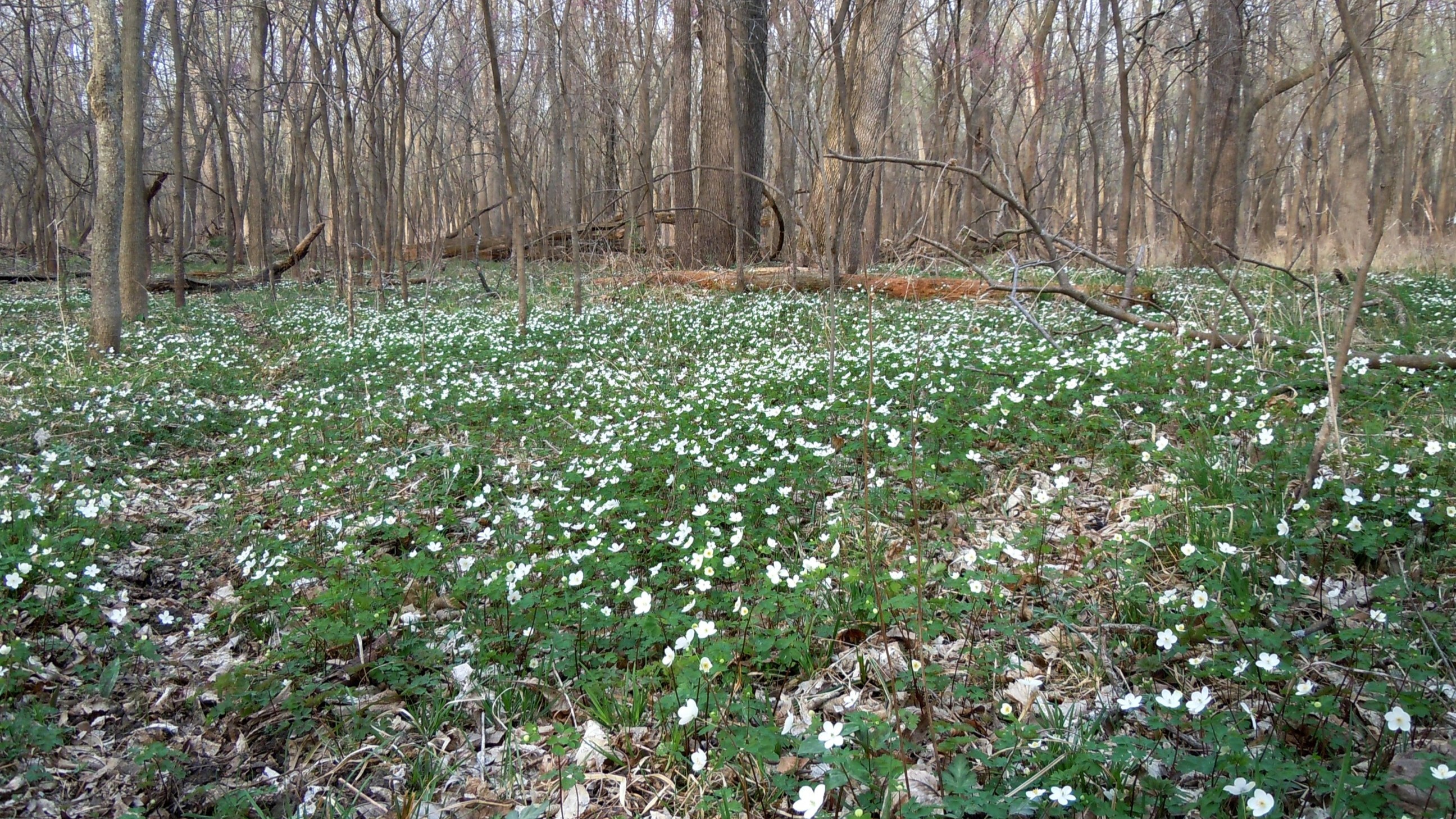 22-Apr London’s Spring Wildflowers: Violets & Anemones Section Image