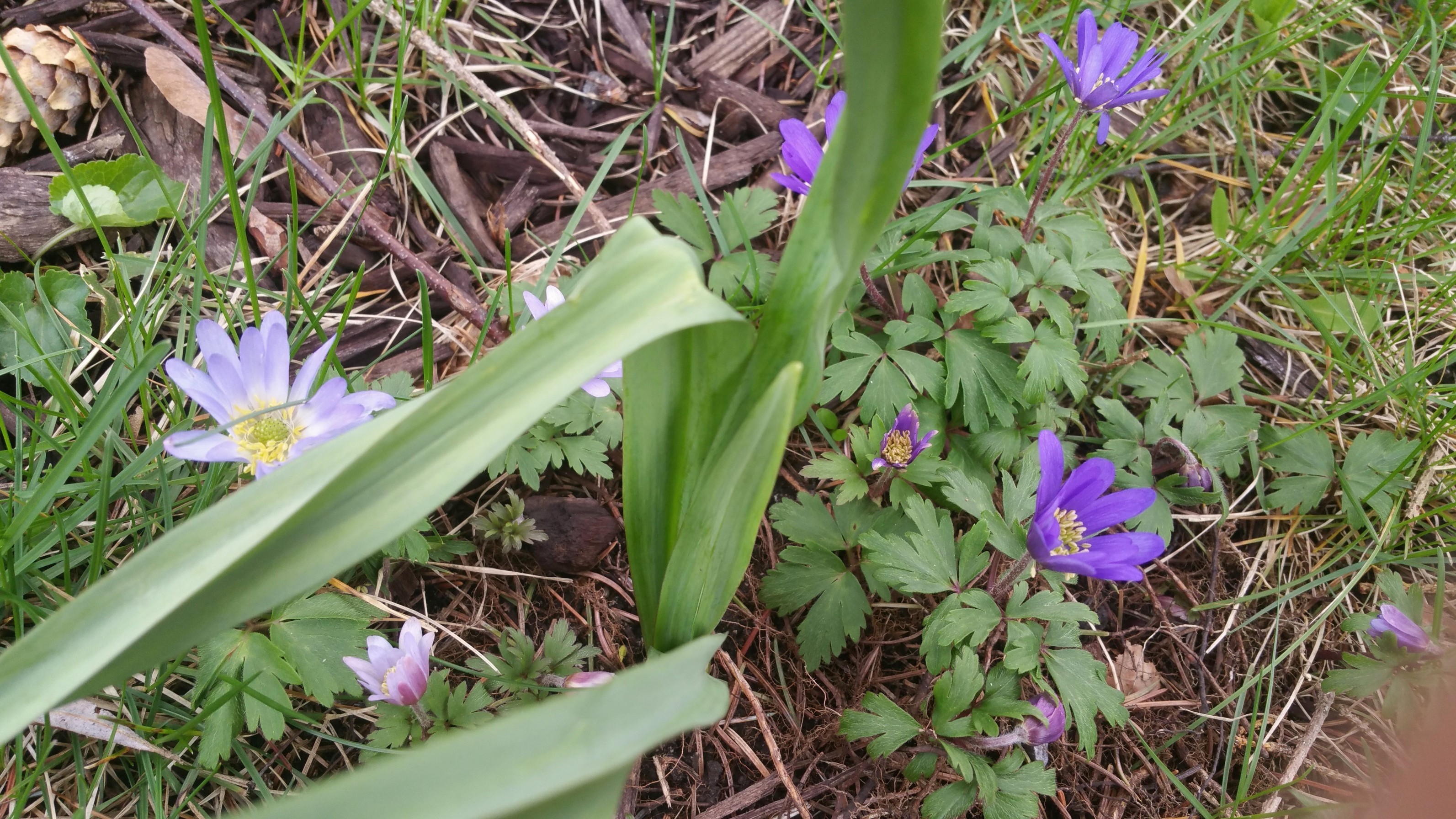 22-Apr London’s Spring Wildflowers: Violets & Anemones Section Image