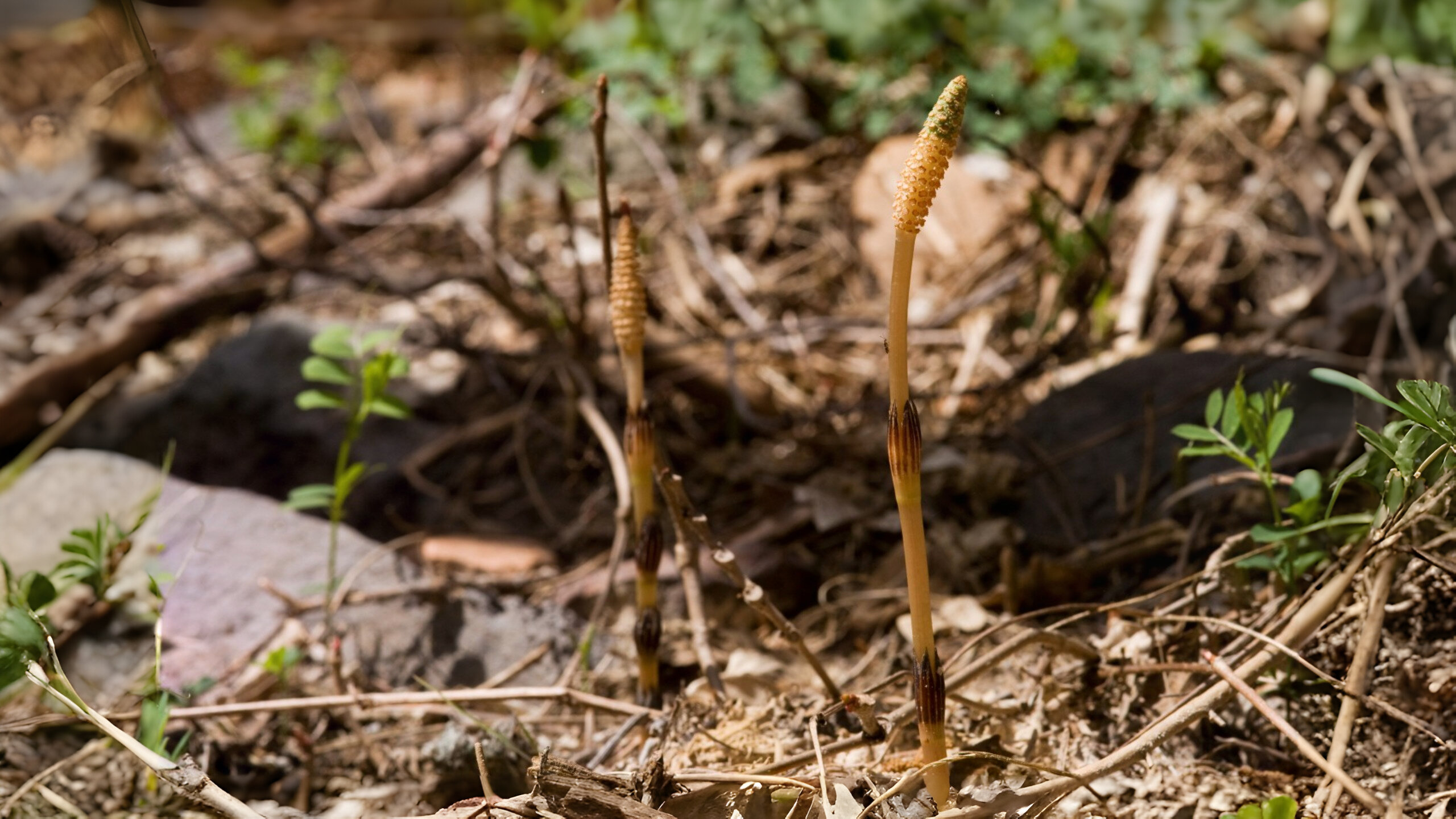 22-Mar London’s Wild Green Wonders Section Image