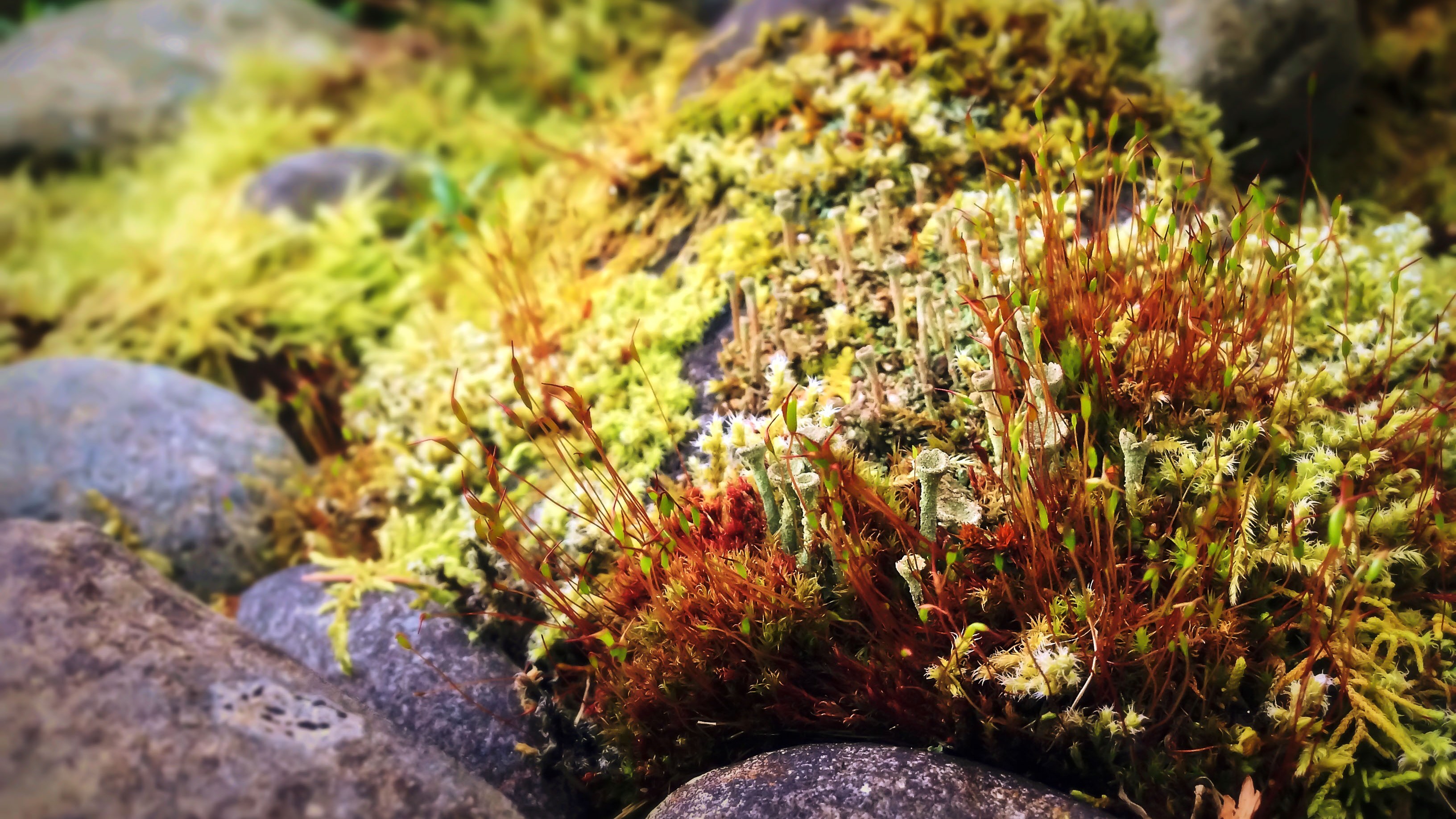22-Mar London’s Wild Green Wonders Section Image